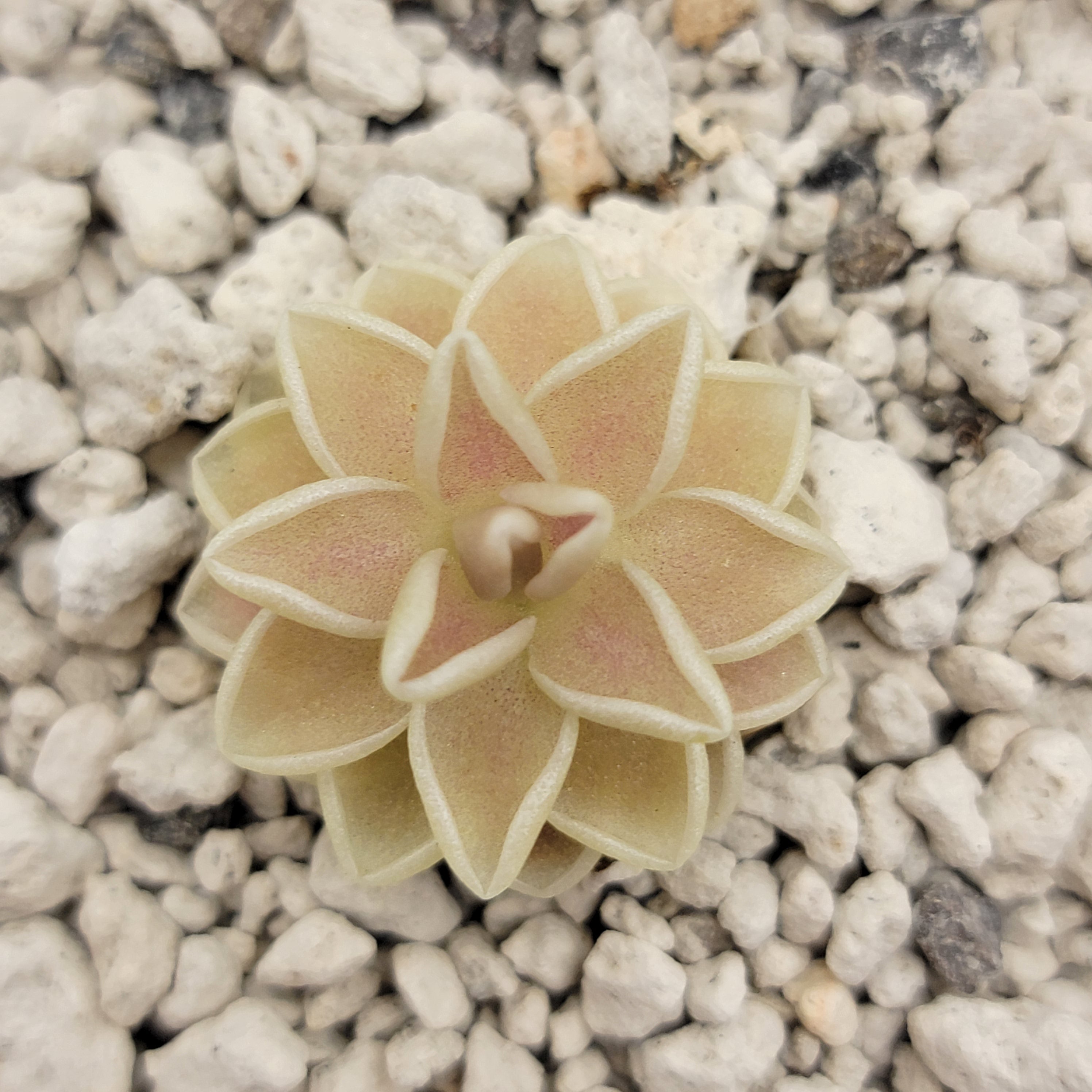 Pinguicula ehlersiae "Cotton Candy"