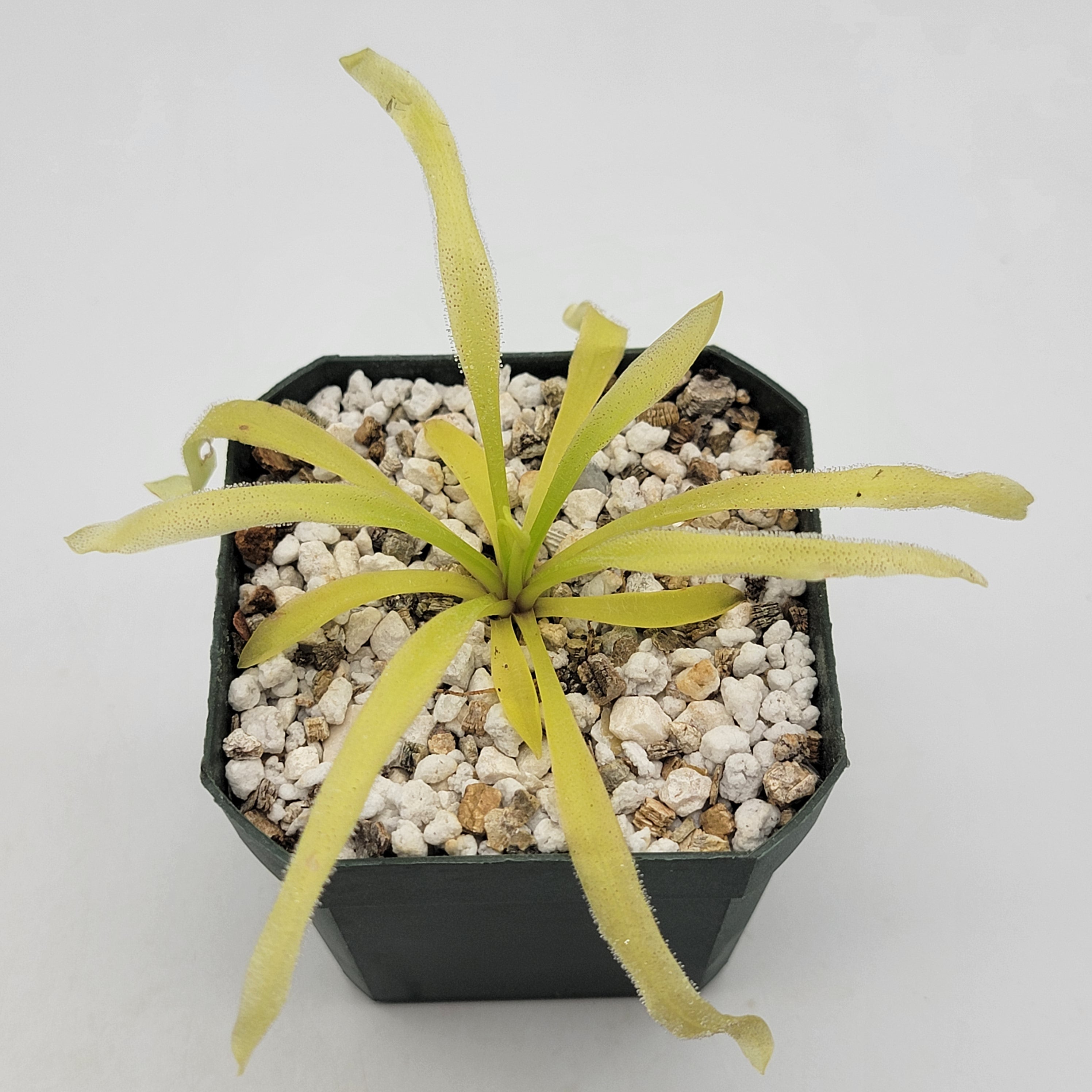 Pinguicula robertiana -Butterworts -Rainbow Carnivorous Plants LLC