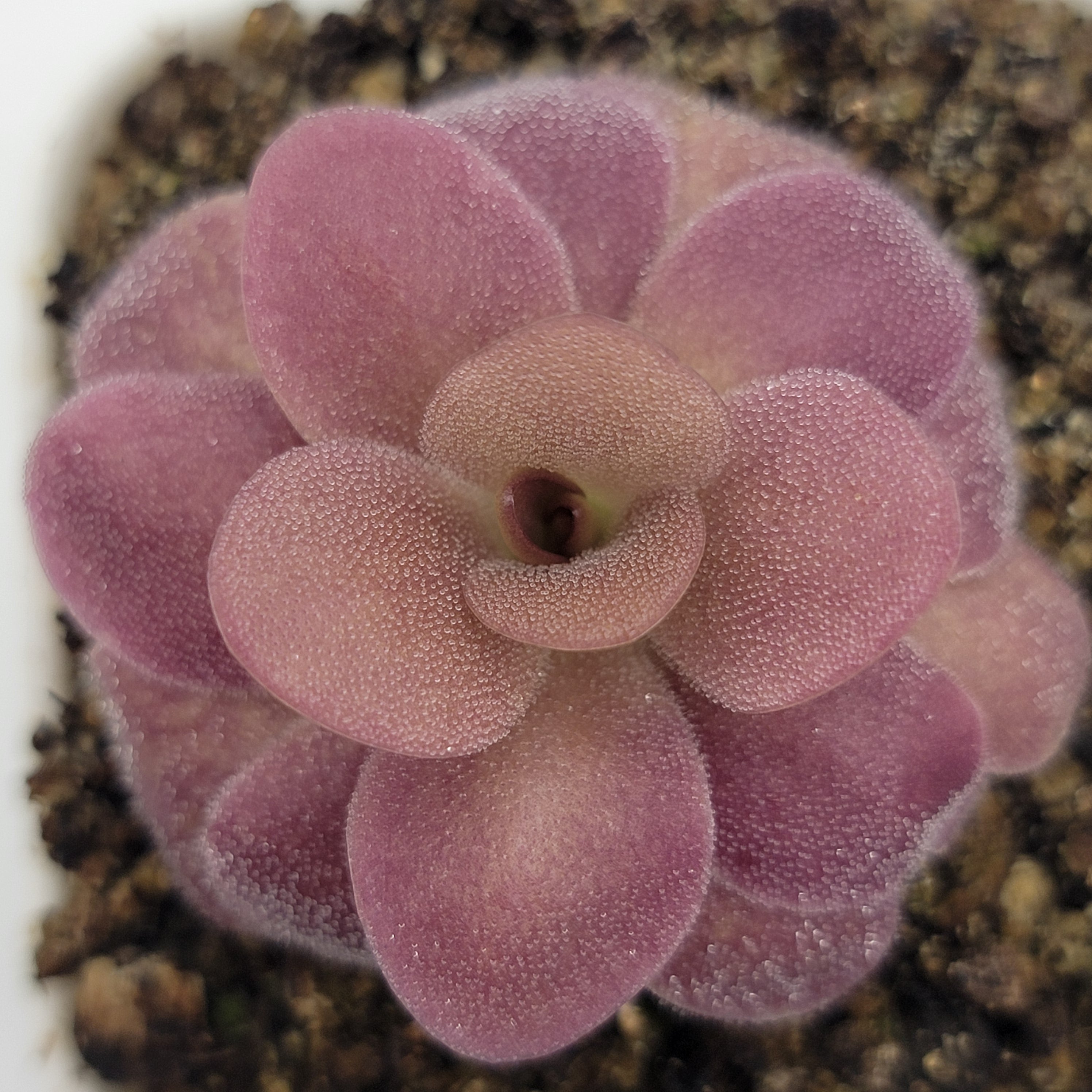 Pinguicula martinezii x laueana -Mexican butterwort- -Butterworts -Rainbow Carnivorous Plants LLC