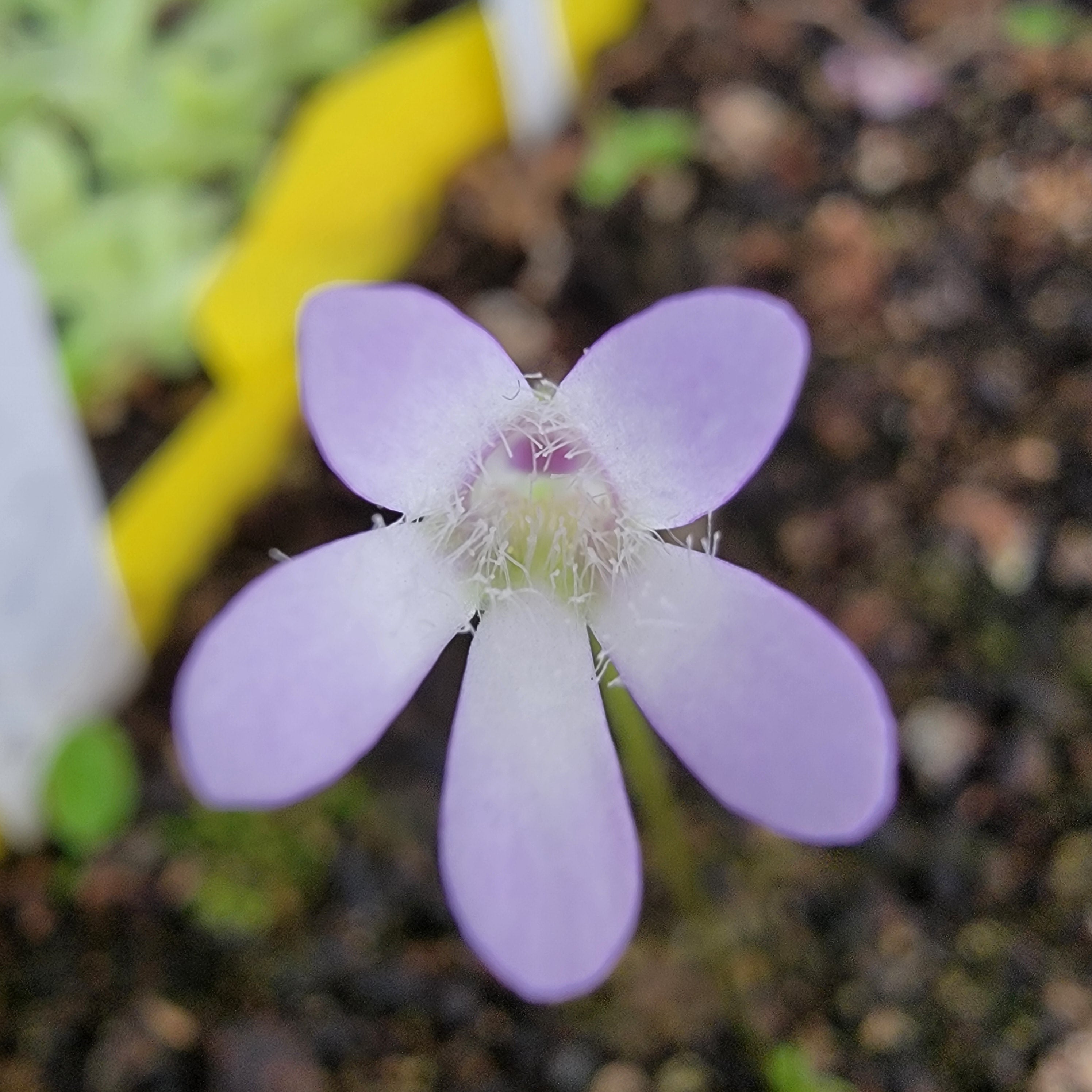 Pinguicula parvifolia -Butterworts -Rainbow Carnivorous Plants LLC