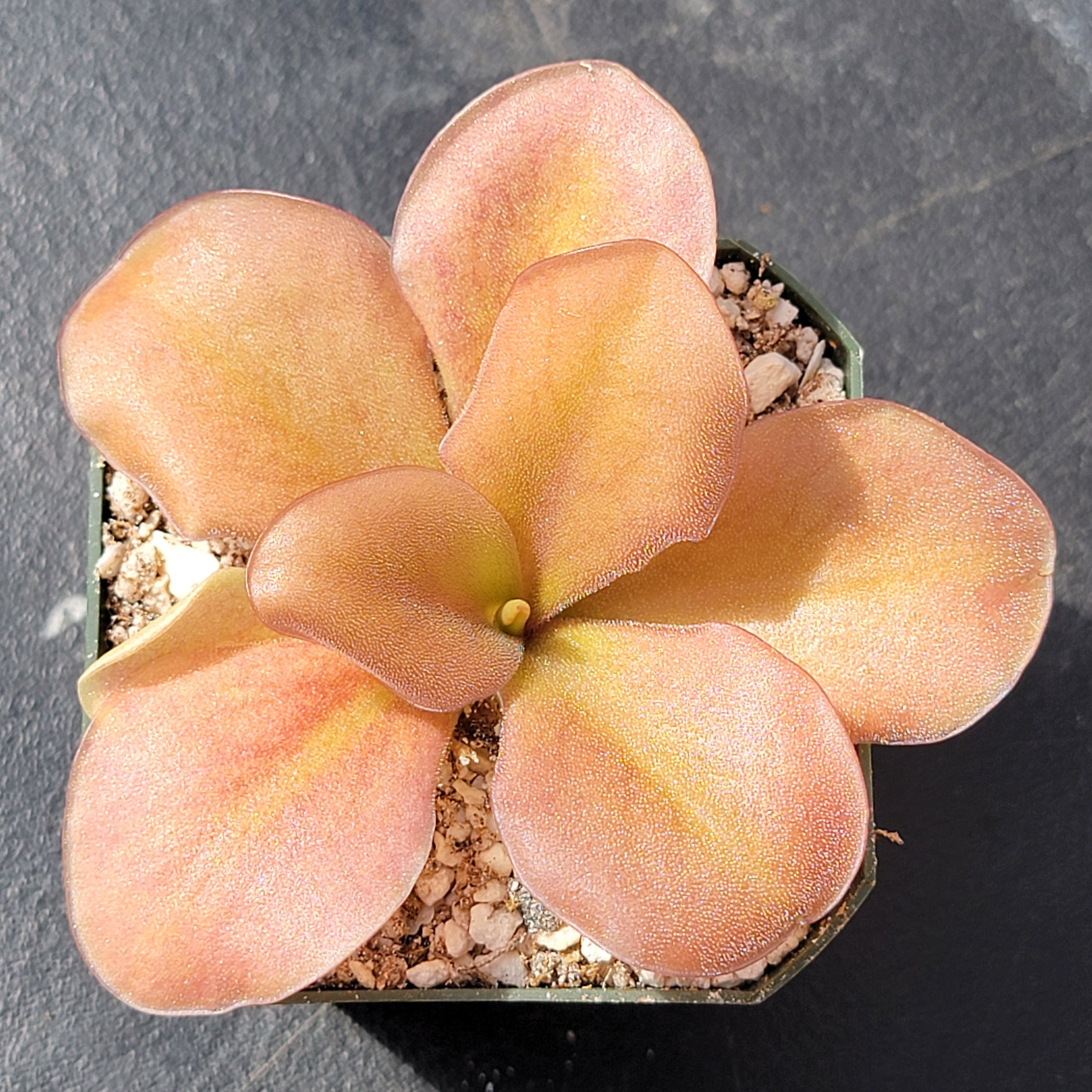 Pinguicula gigantea red x zamudioana -Butterworts -Rainbow Carnivorous Plants LLC