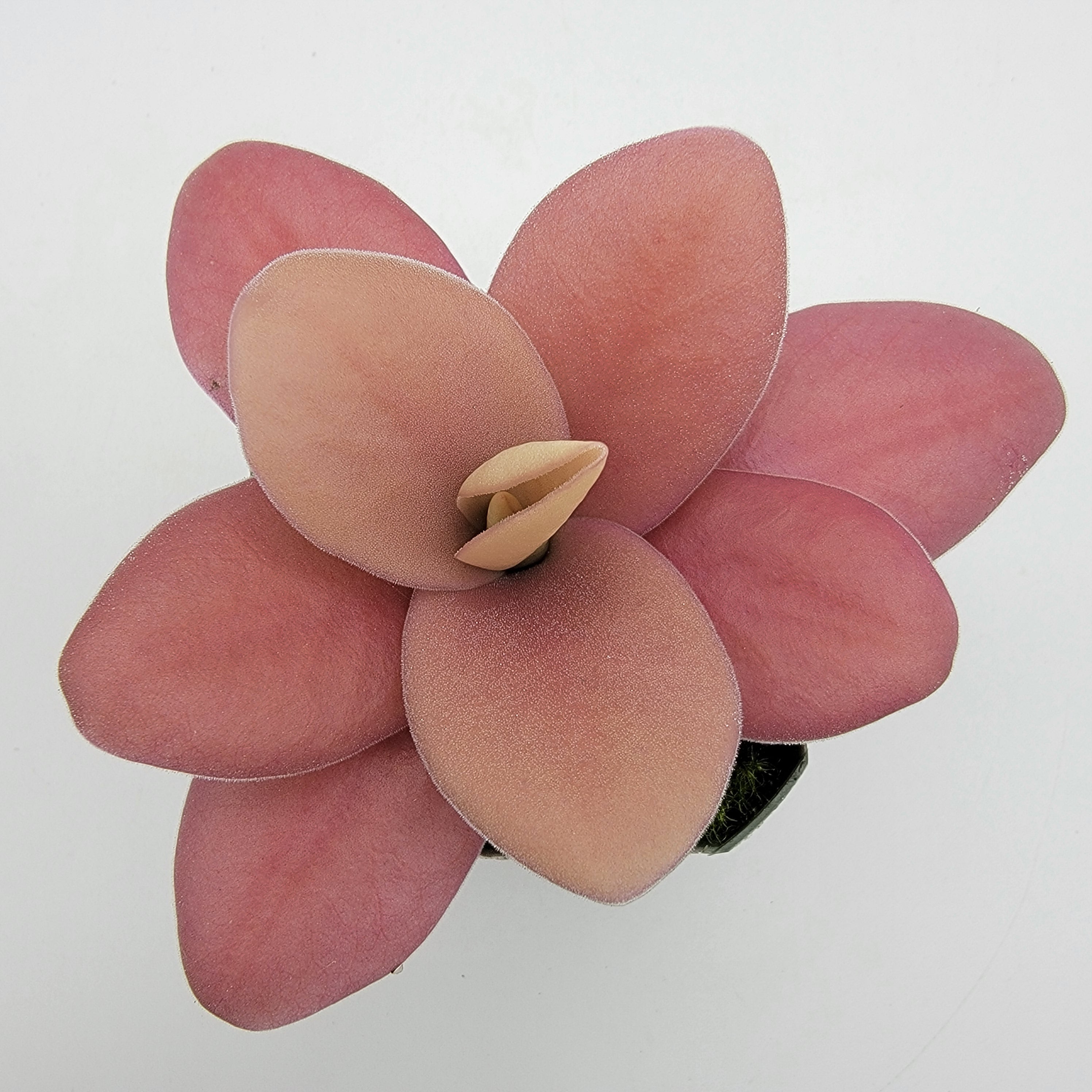 Pinguicula gigantea red -Butterworts -Rainbow Carnivorous Plants LLC