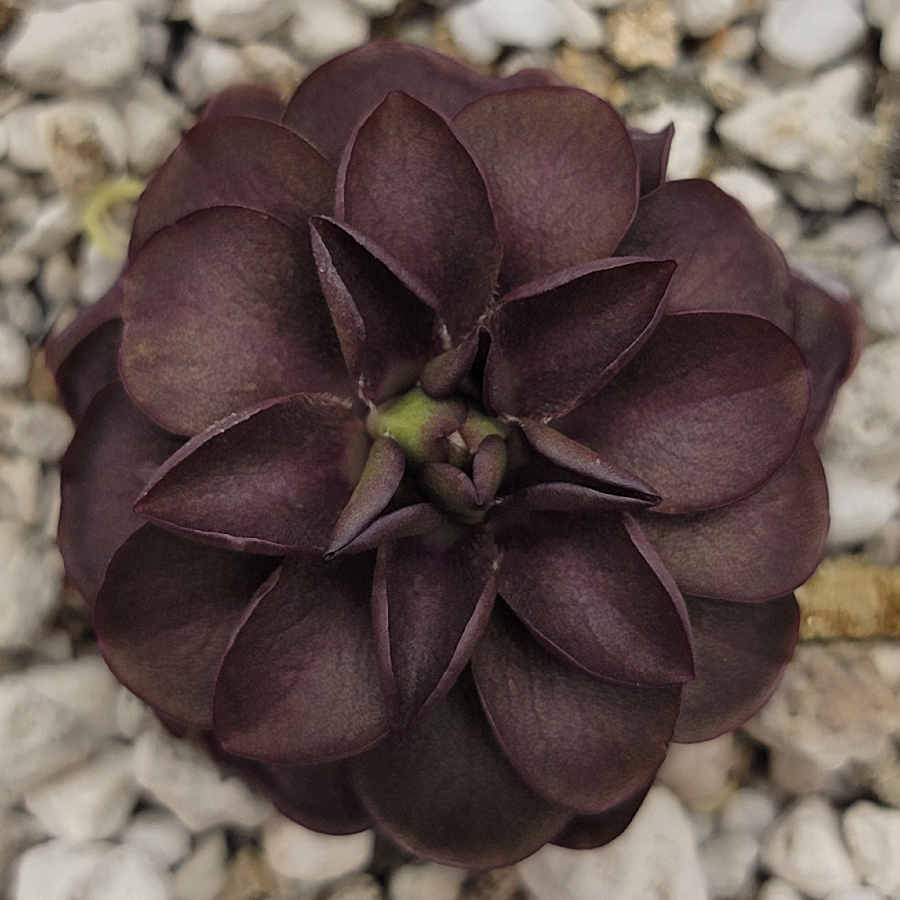 Pinguicula laueana "Tangerine" x cyclosecta -Butterworts -Rainbow Carnivorous Plants LLC