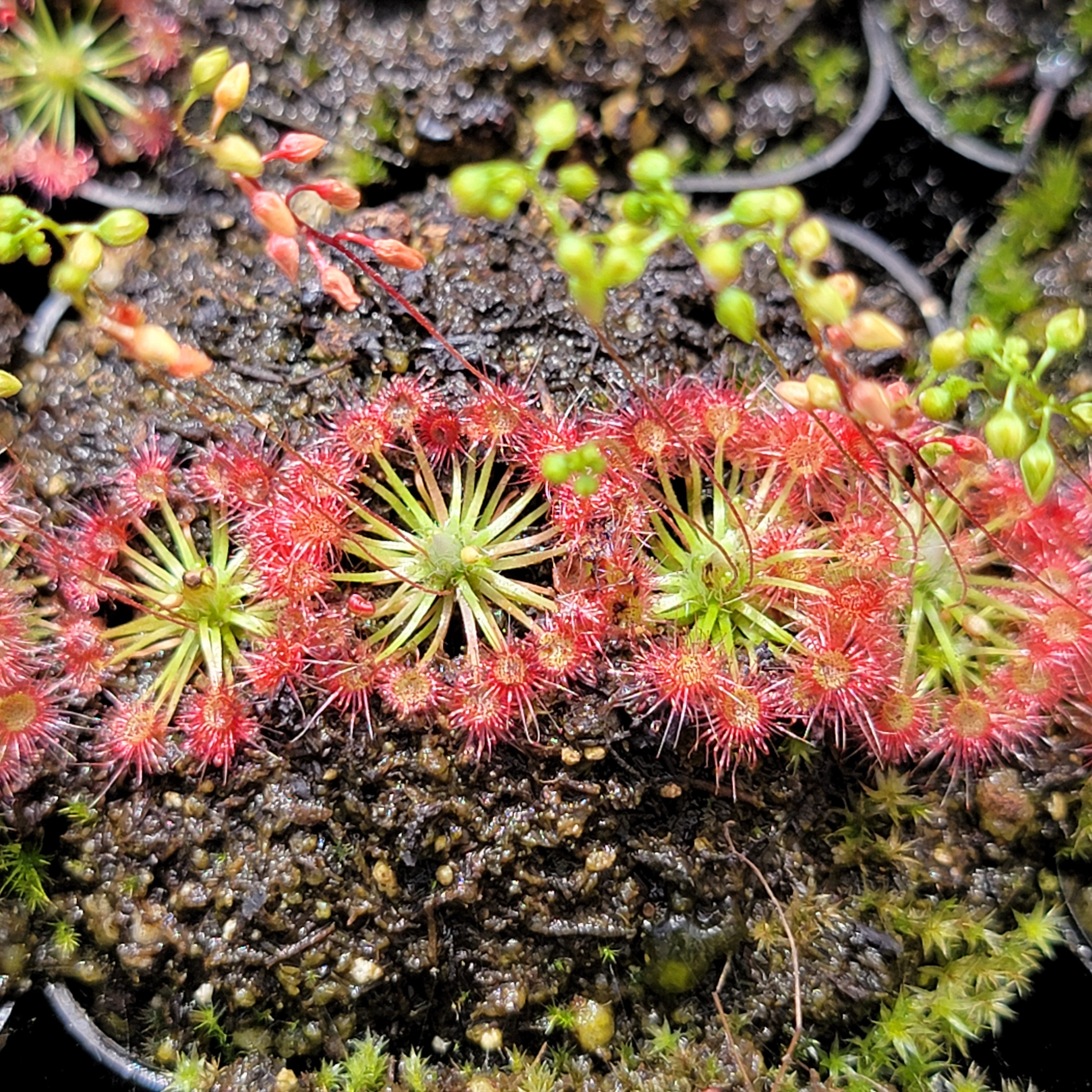 Drosera x carbarup - -Rainbow Carnivorous Plants LLC