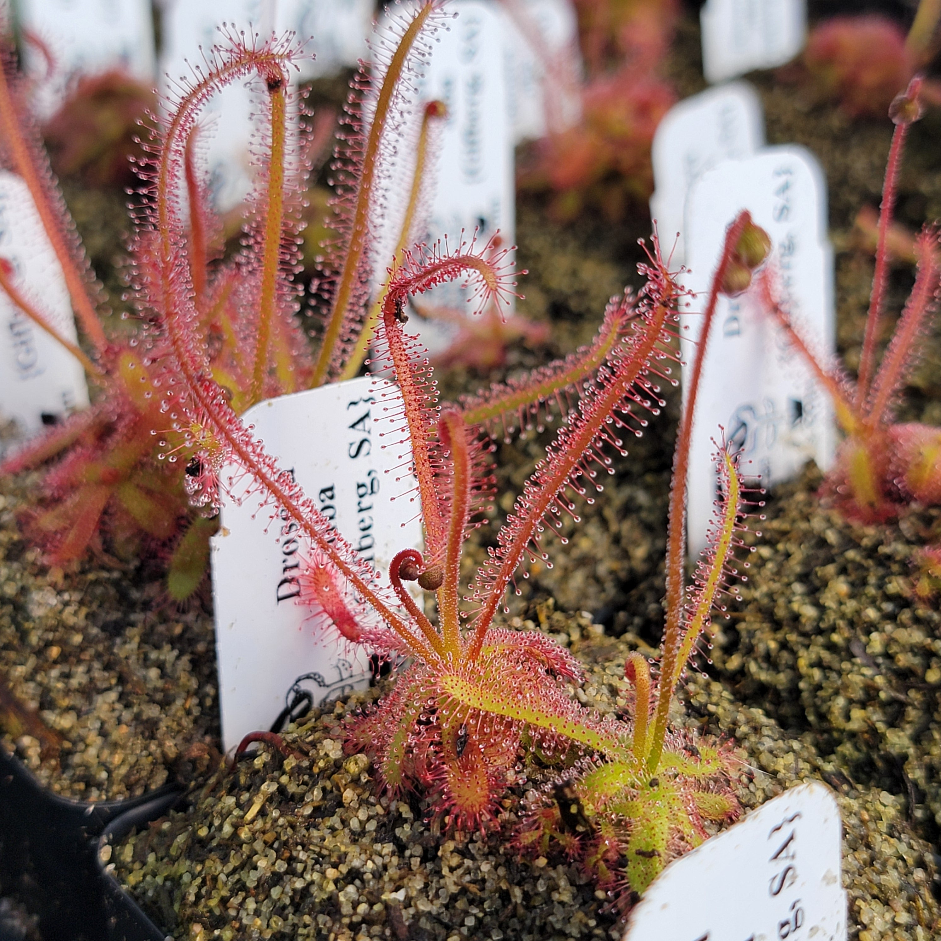 Drosera alba {Gifberg, South Africa} -Drosera -Rainbow Carnivorous Plants LLC