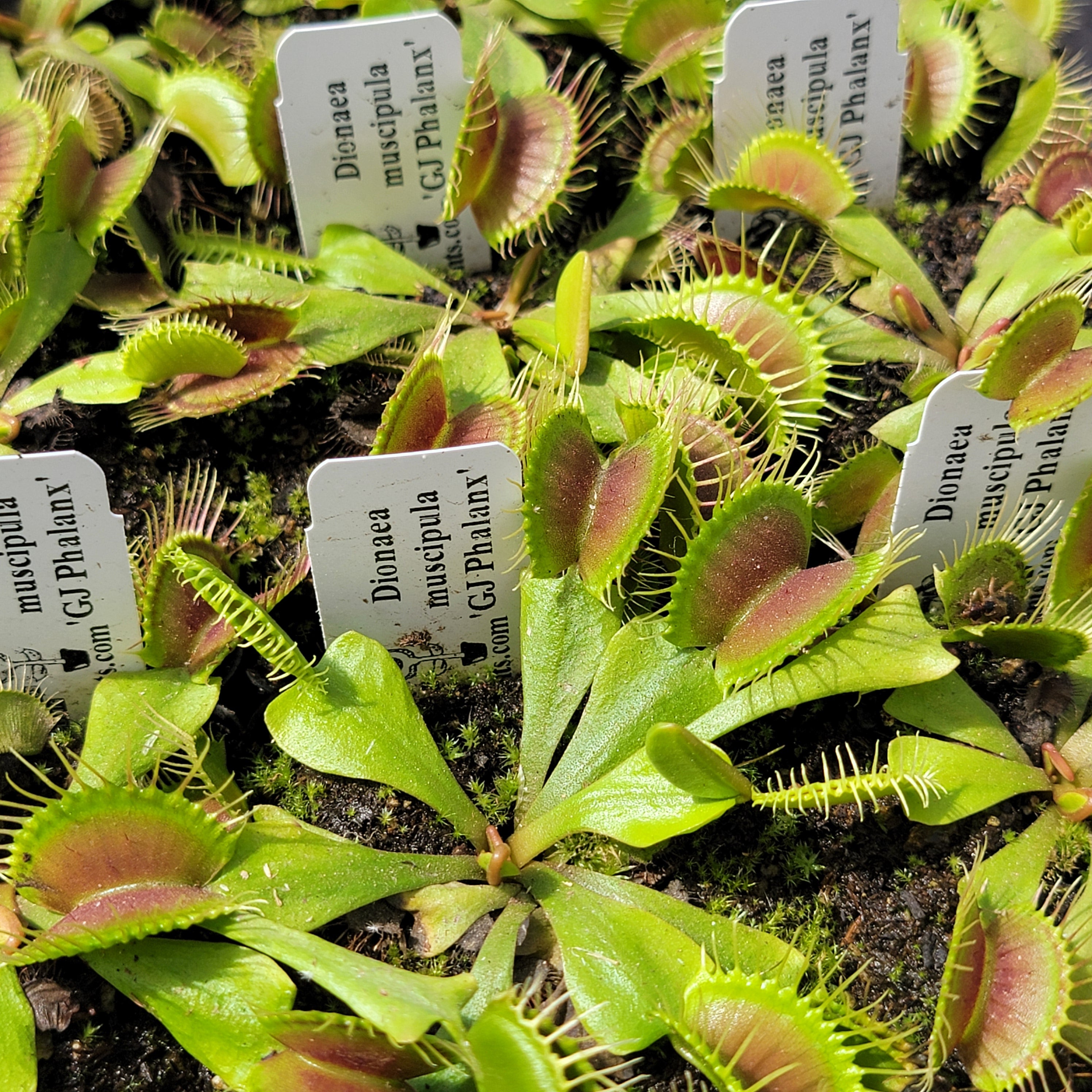 Venus flytrap (Dionaea muscipula) 'GJ Phalanx' - -Rainbow Carnivorous Plants LLC