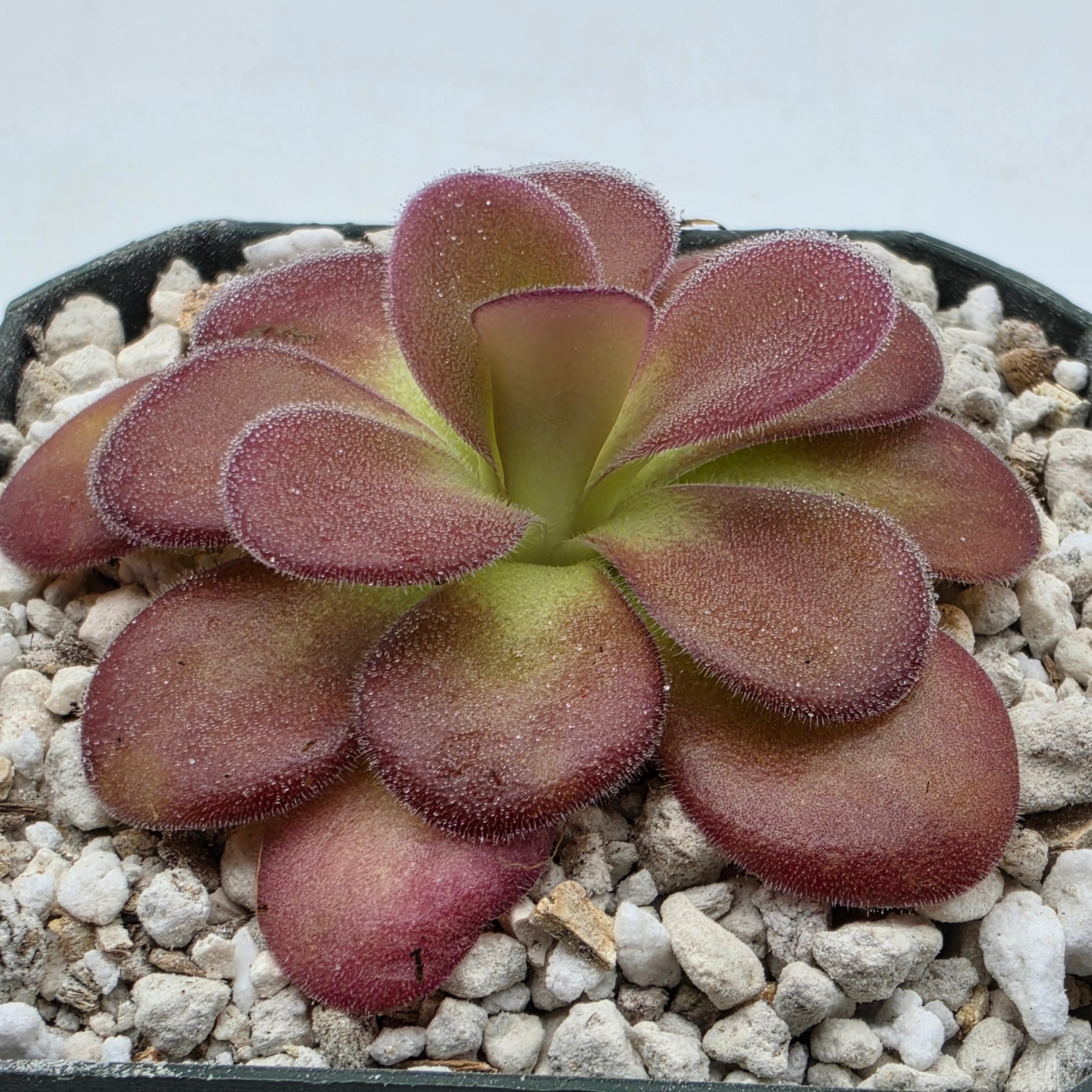 pinguicula succulent phase Pinguicula agnata {La Lagunita}