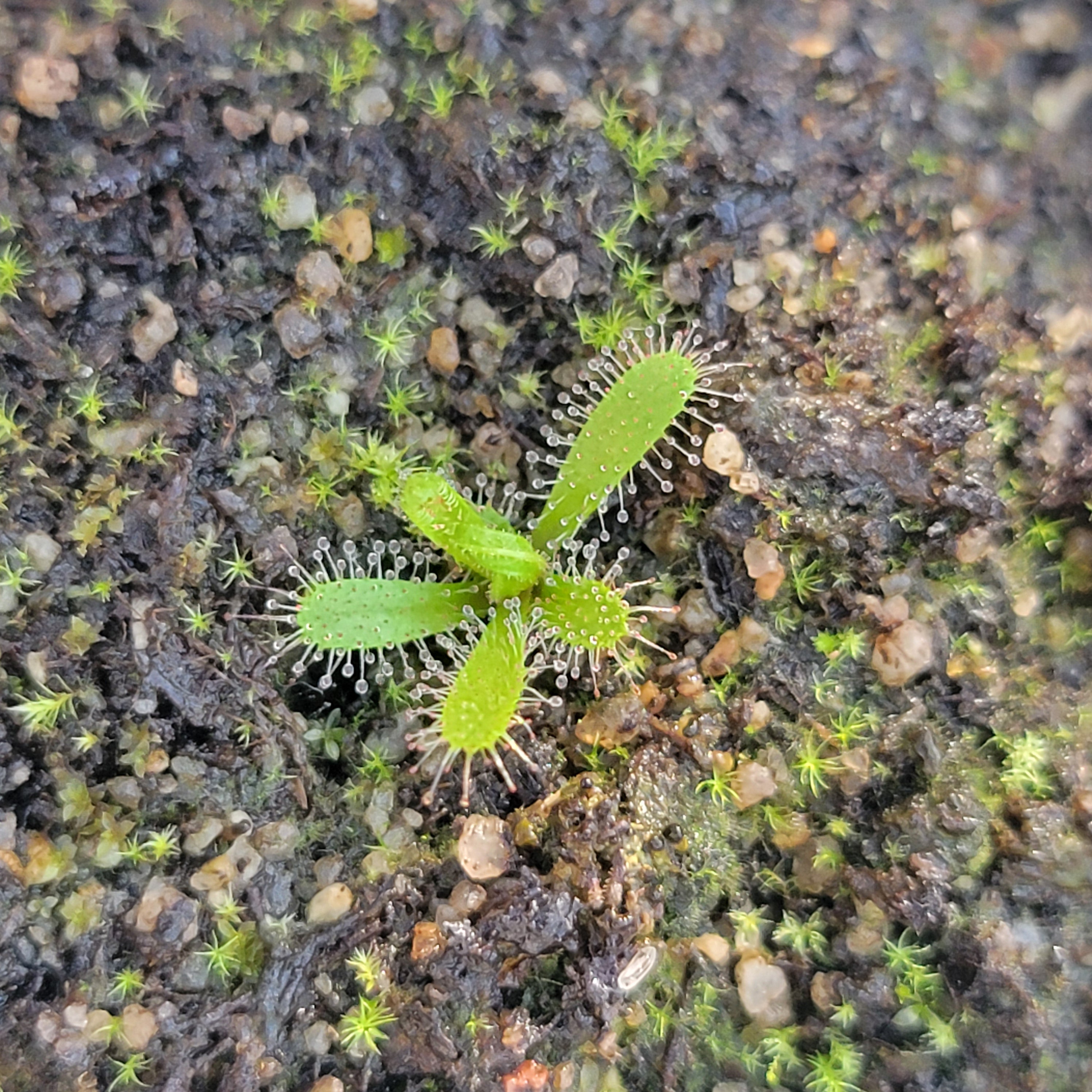 Drosera cistiflora red flower {near Swartwater, SA}