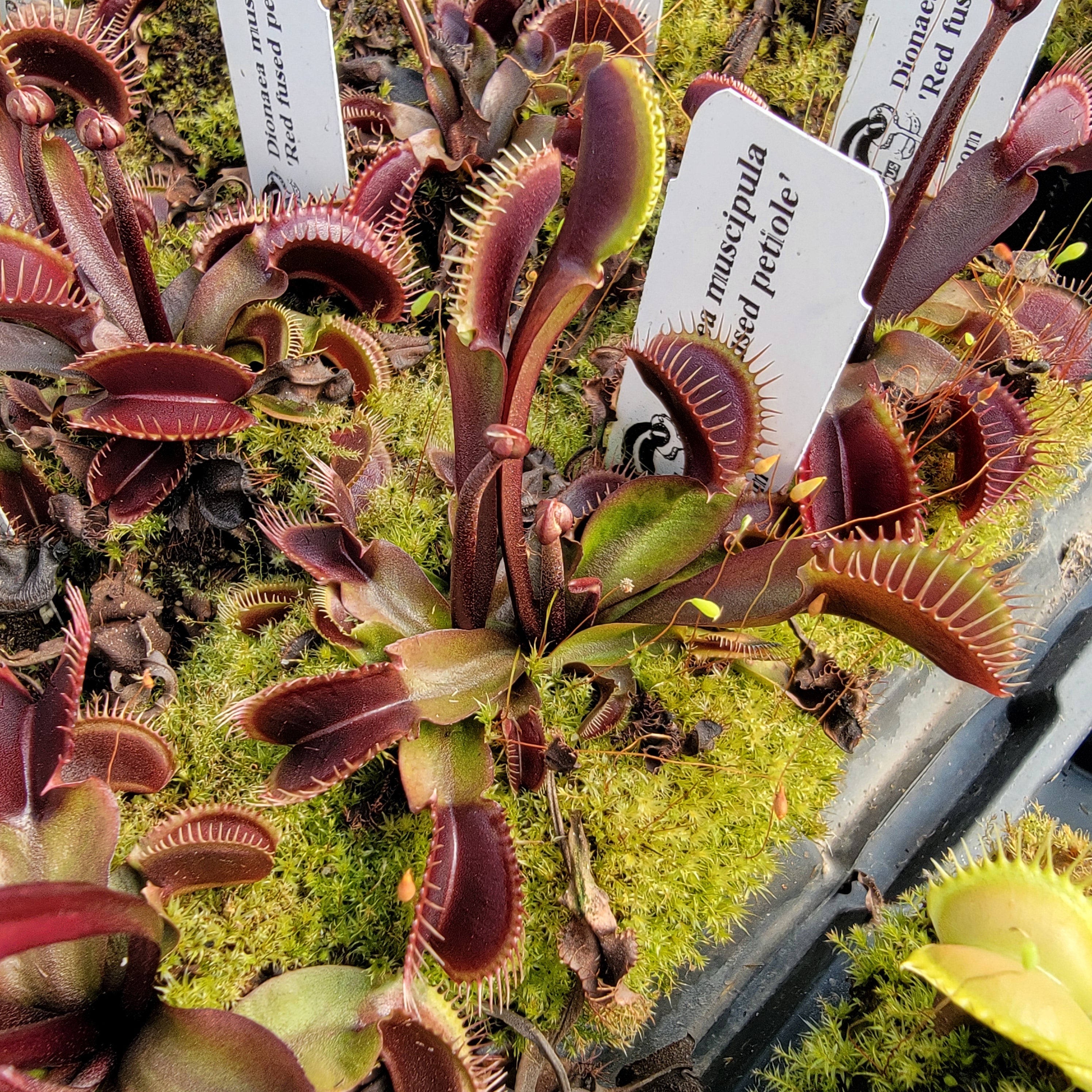 Venus flytrap (Dionaea muscipula) 'Red fused petiole' -Venus flytrap -Rainbow Carnivorous Plants LLC