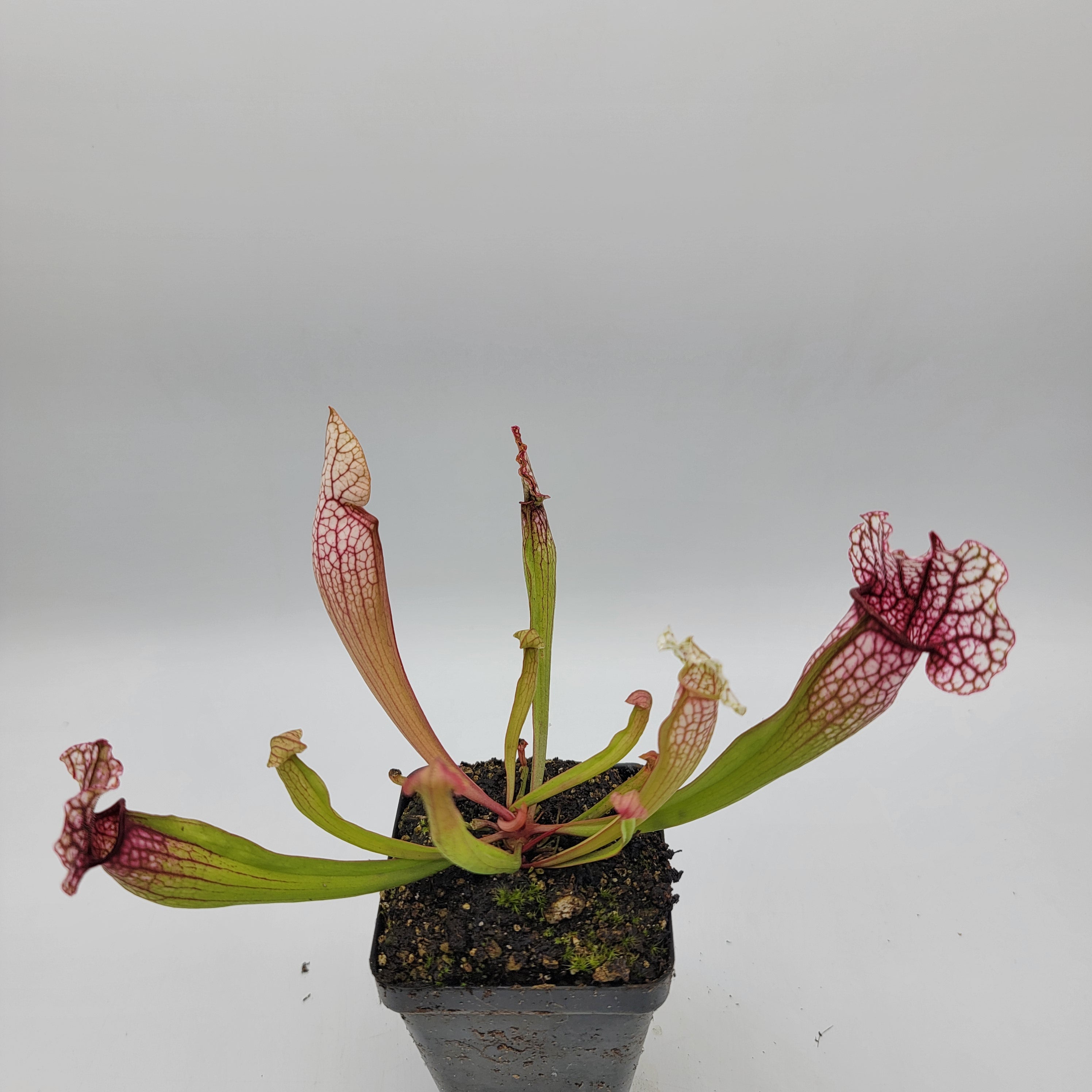 Sarracenia 'Hot Lips' x OP seedlings - -Rainbow Carnivorous Plants LLC