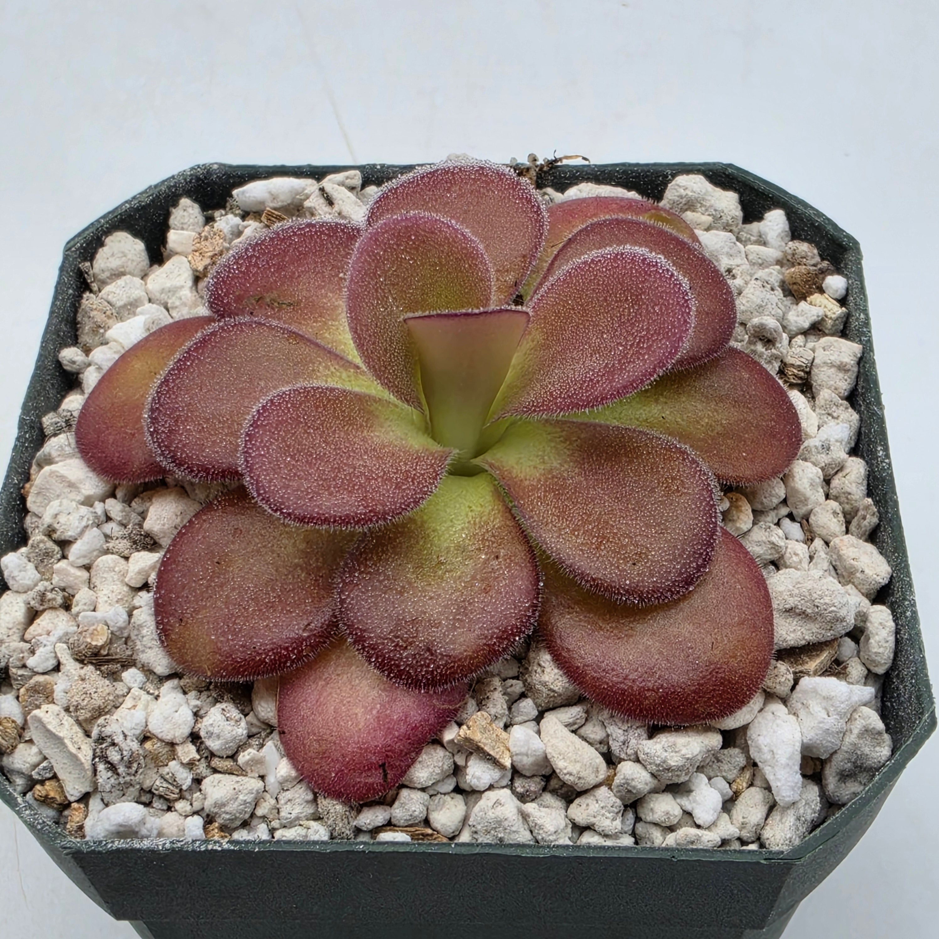Pinguicula agnata {La Lagunita} -Butterworts -Rainbow Carnivorous Plants LLC