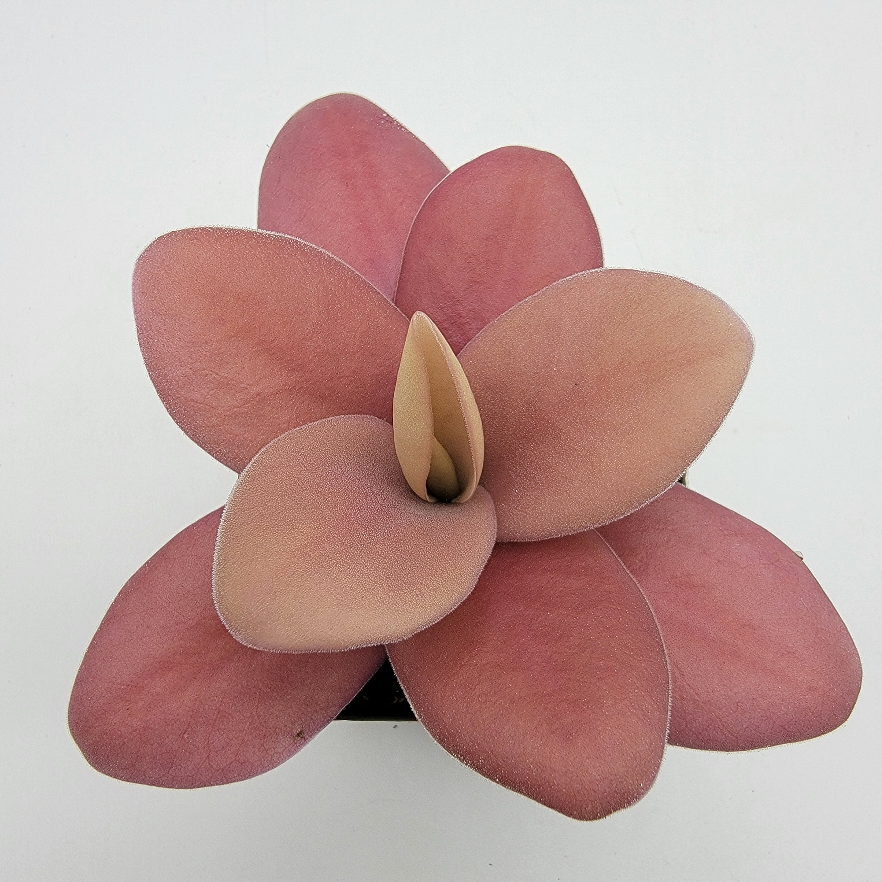 Pinguicula gigantea red -Butterworts -Rainbow Carnivorous Plants LLC