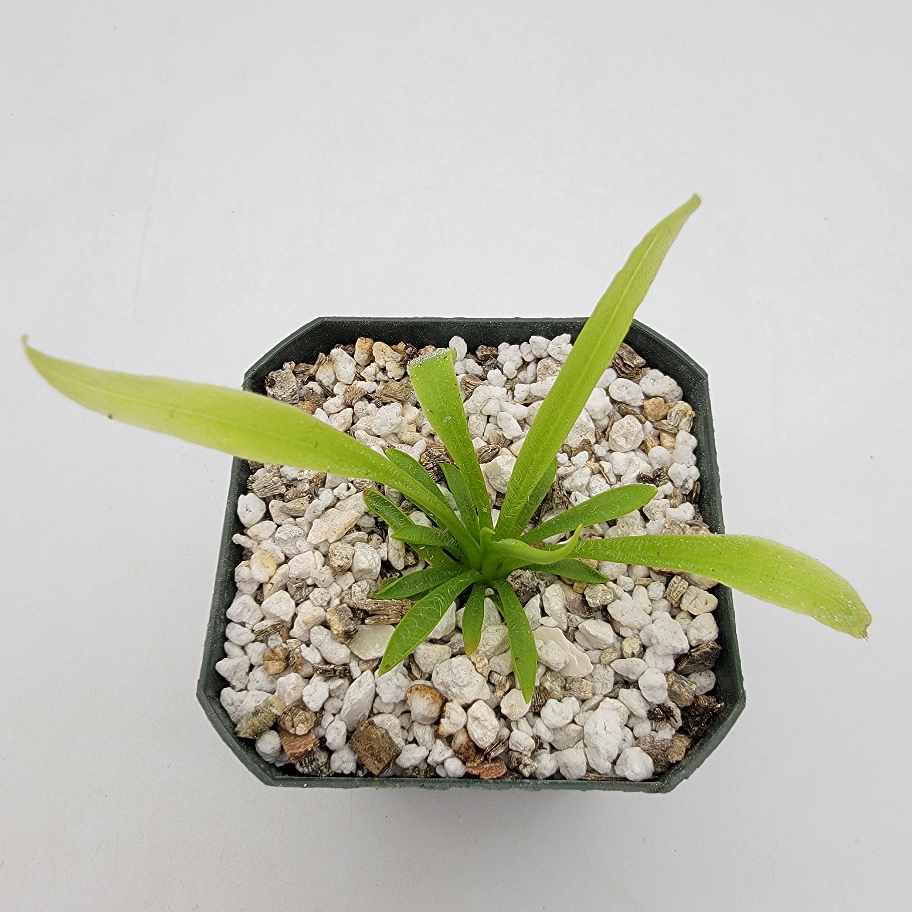 Pinguicula robertiana -Butterworts -Rainbow Carnivorous Plants LLC