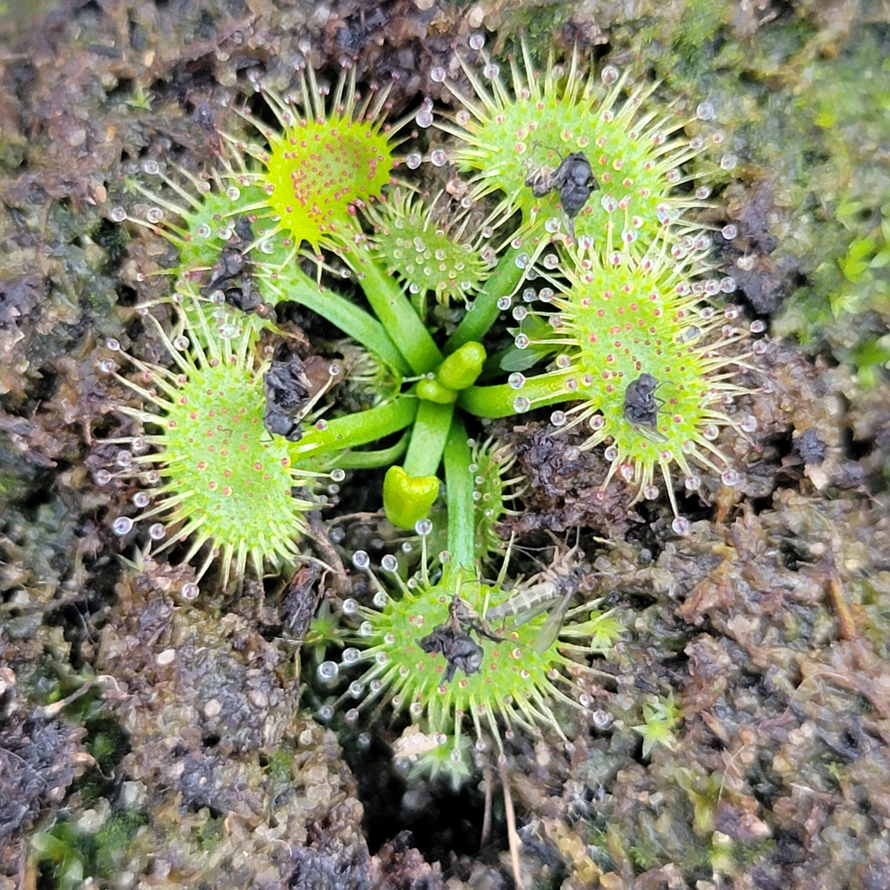 Drosera hookeri -Drosera -Rainbow Carnivorous Plants LLC