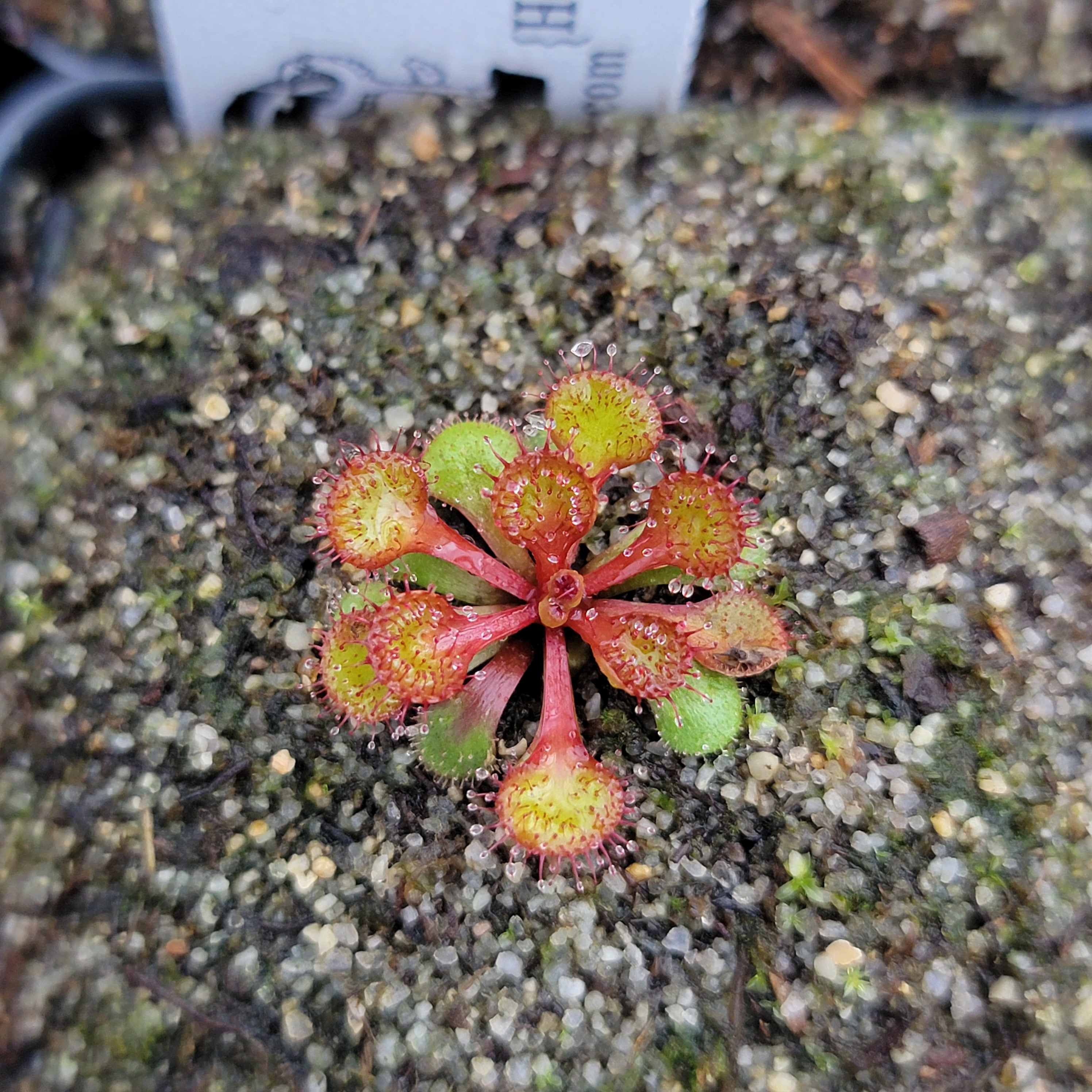 Drosera lowriei {Holt Rock, WA}