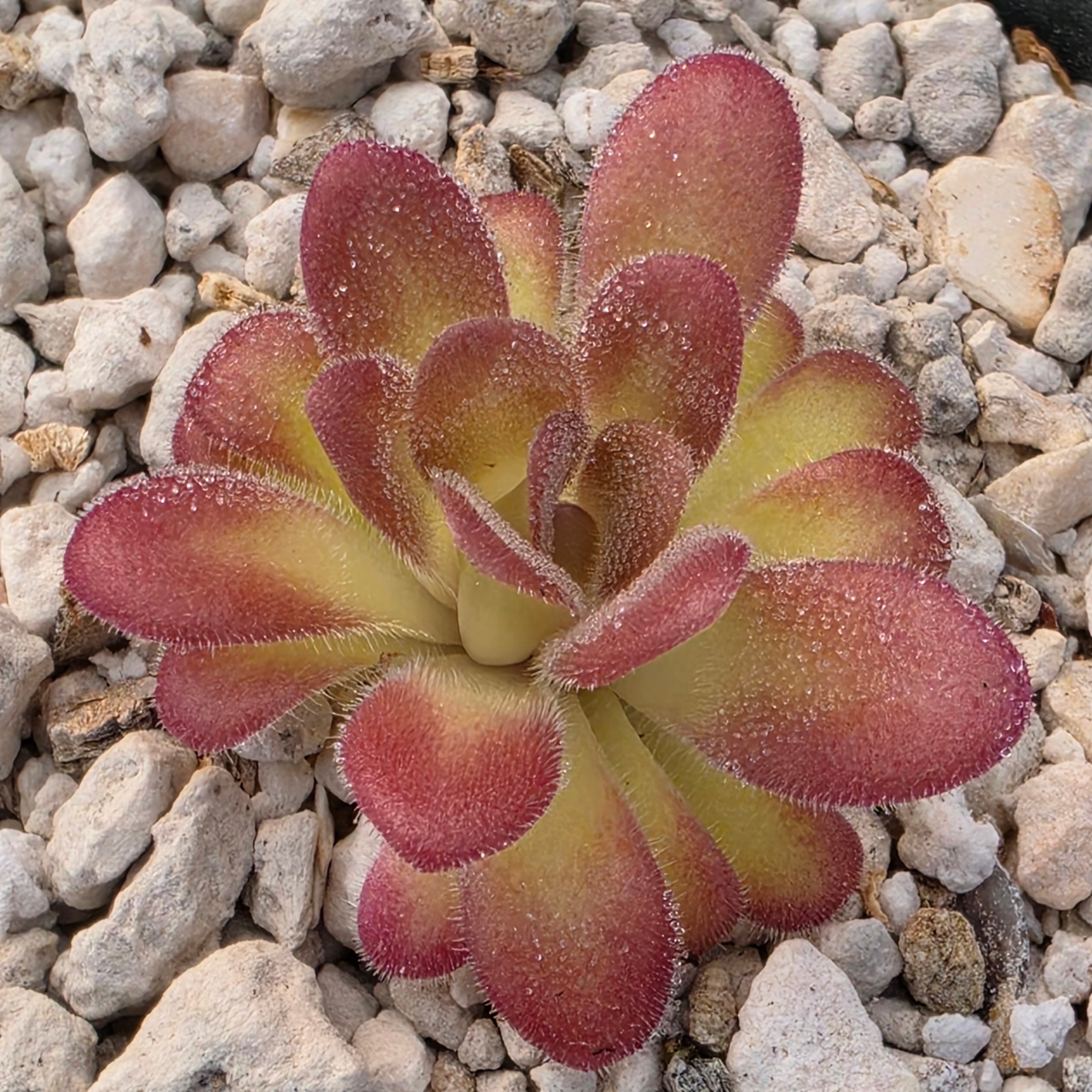 Pinguicula agnata 'El Lobo' x gypsicola -Butterworts -Rainbow Carnivorous Plants LLC