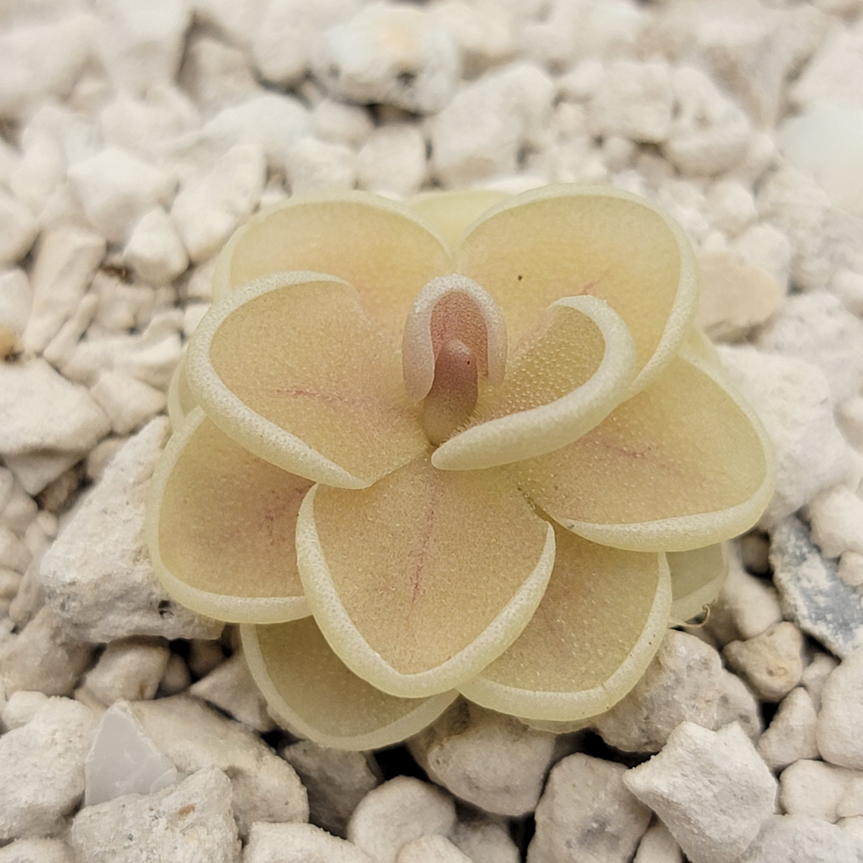 Pinguicula esseriana {El Tepozan}