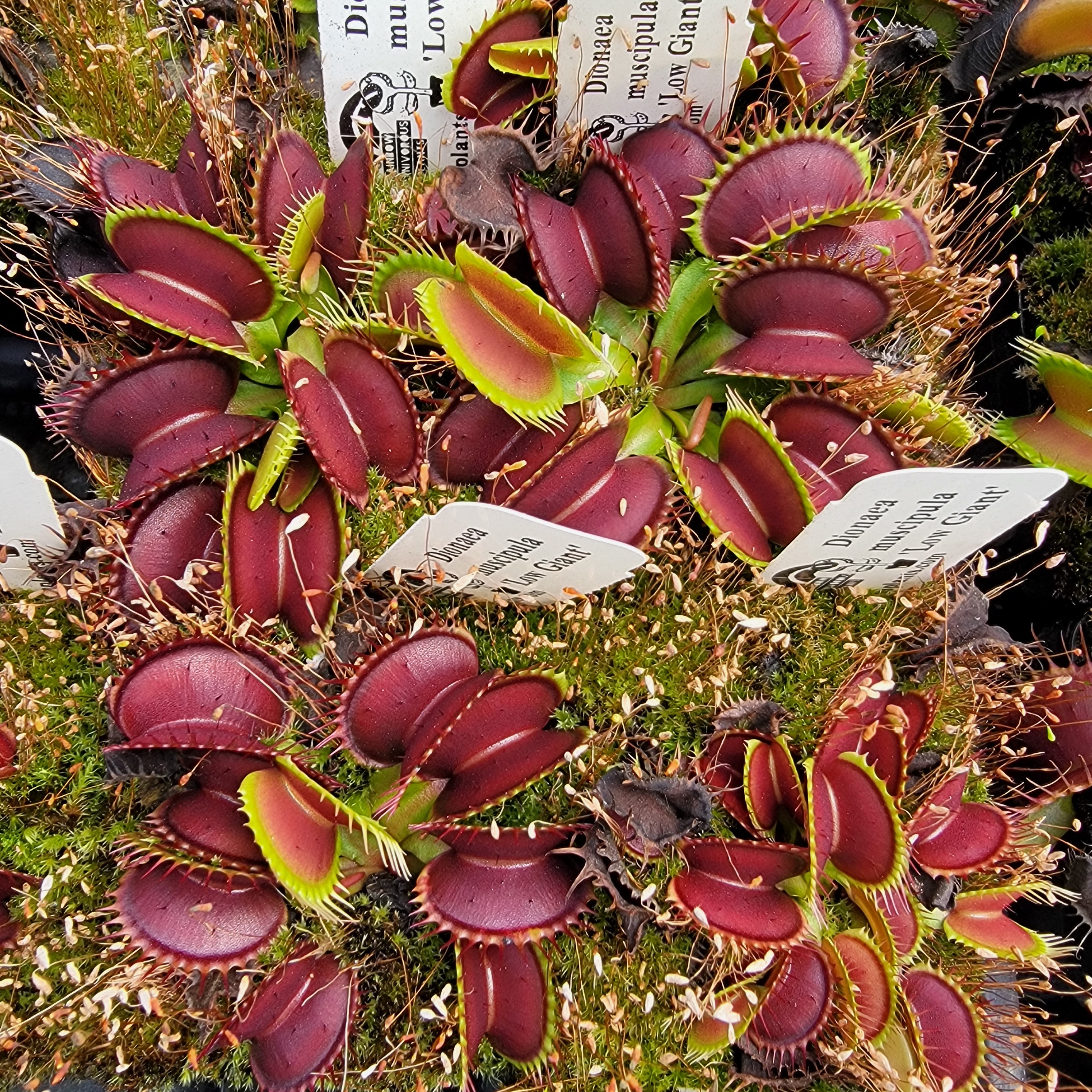 Venus flytrap (Dionaea muscipula) 'Low Giant'