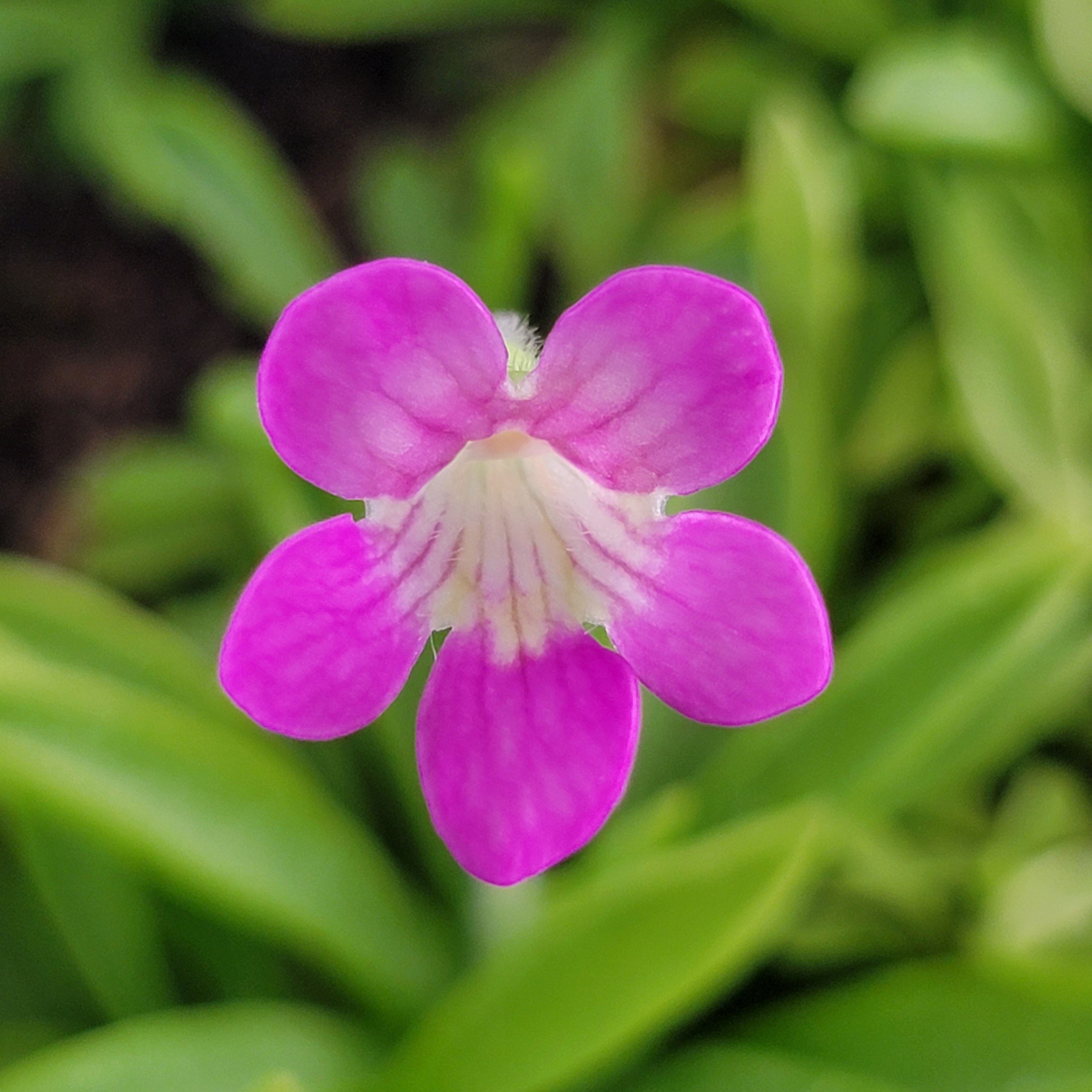 Pinguicula robertiana -Butterworts -Rainbow Carnivorous Plants LLC