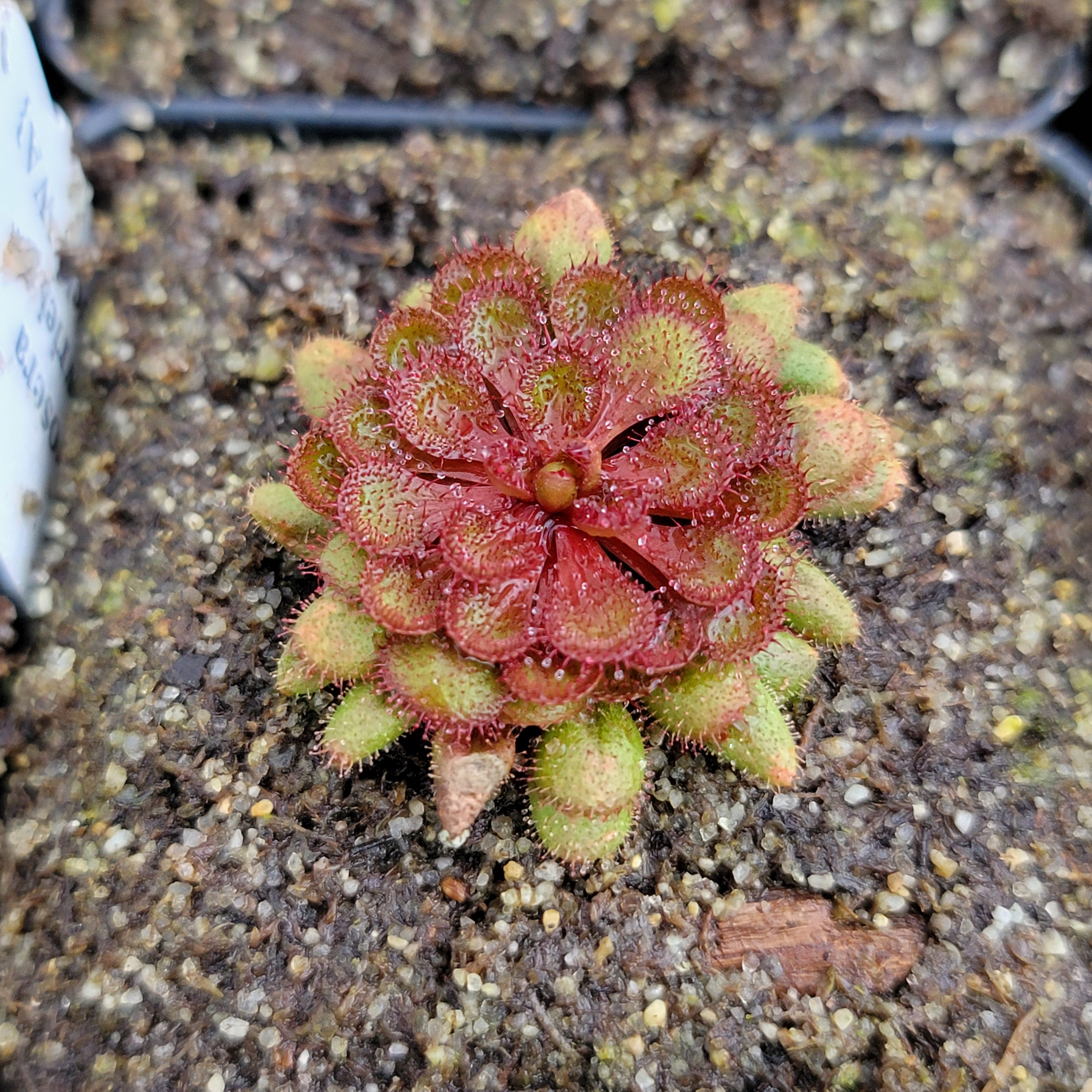 Drosera lowriei {Holt Rock, WA}