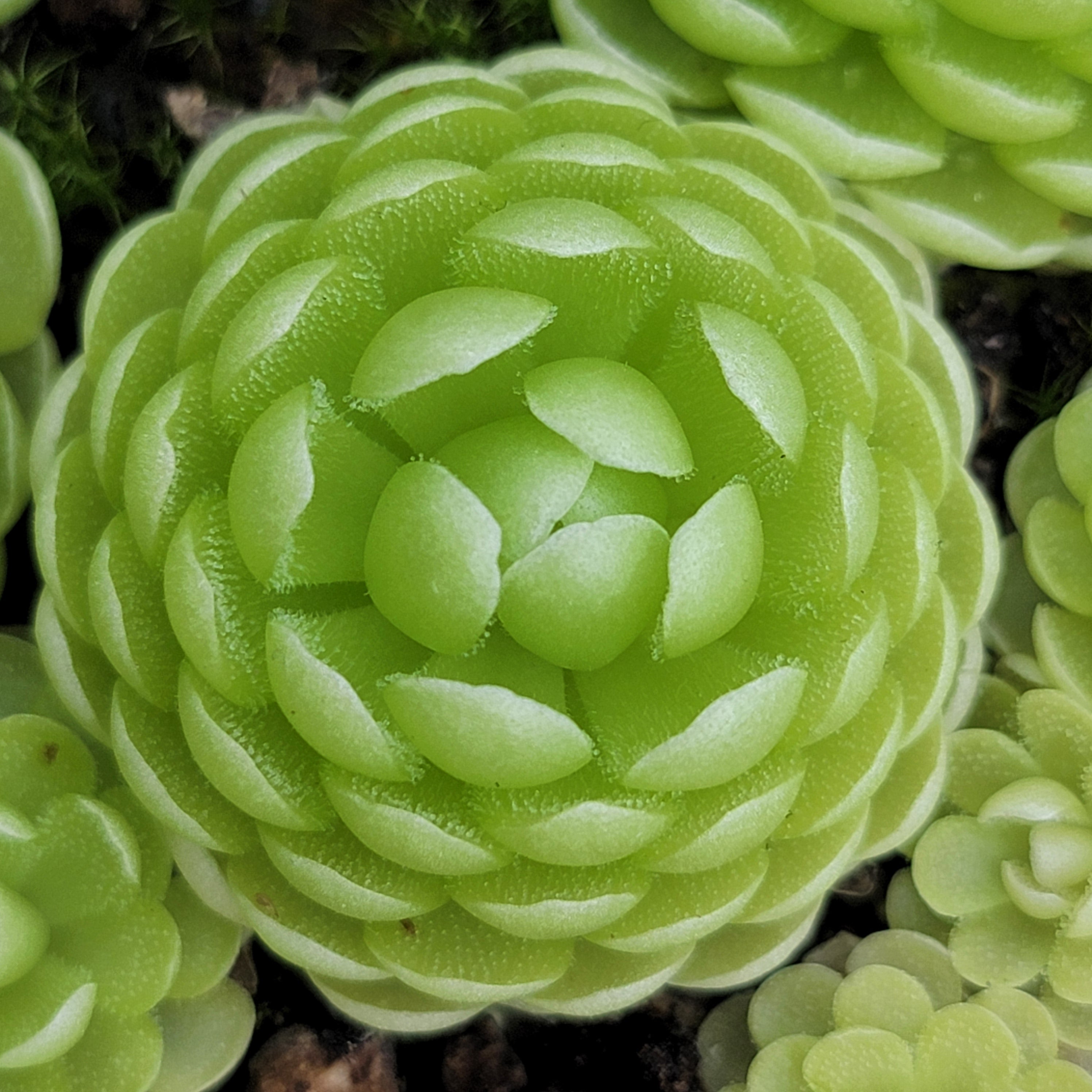 Pinguicula esseriana {Agua de León} -Butterworts -Rainbow Carnivorous Plants LLC