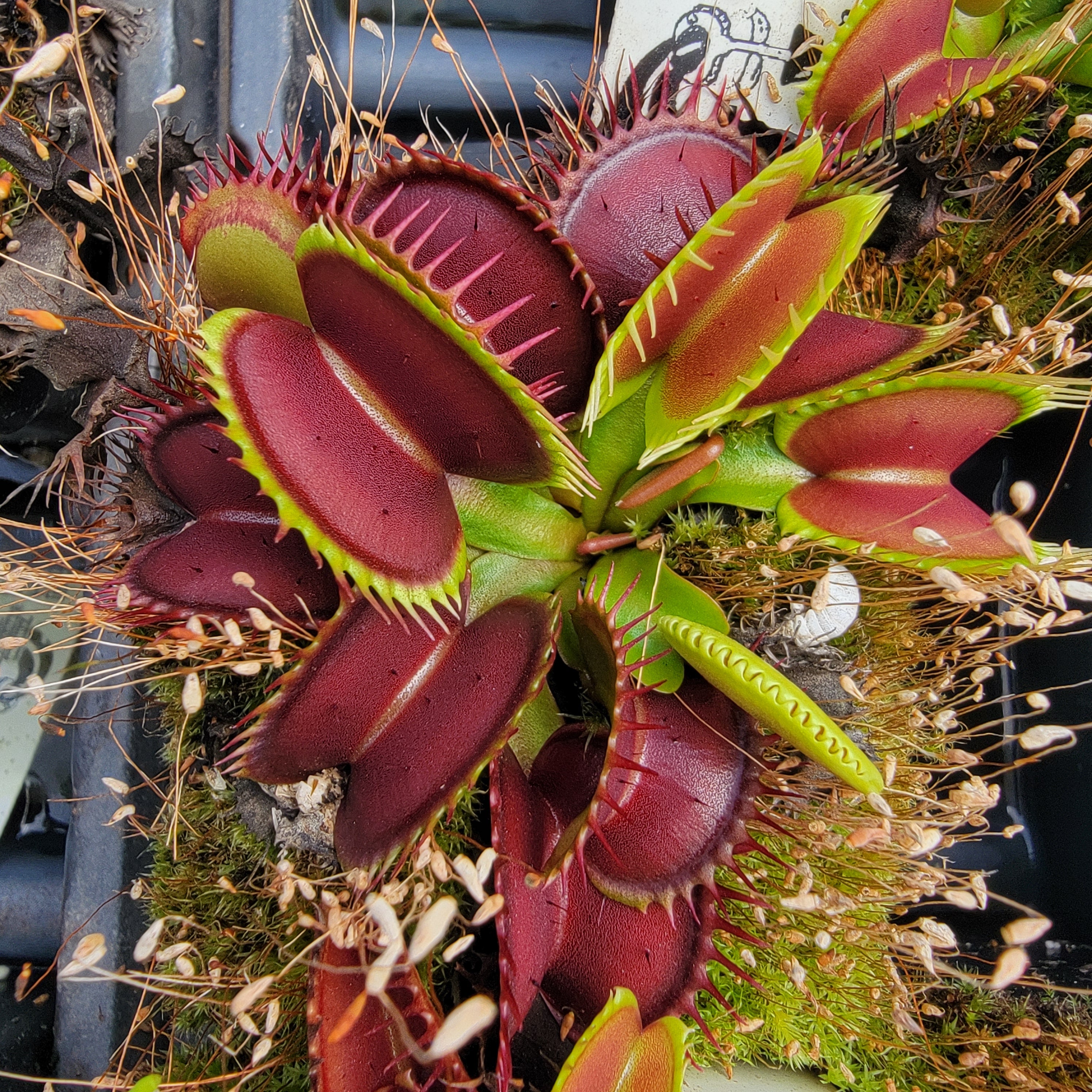 Venus flytrap (Dionaea muscipula) 'Low Giant'