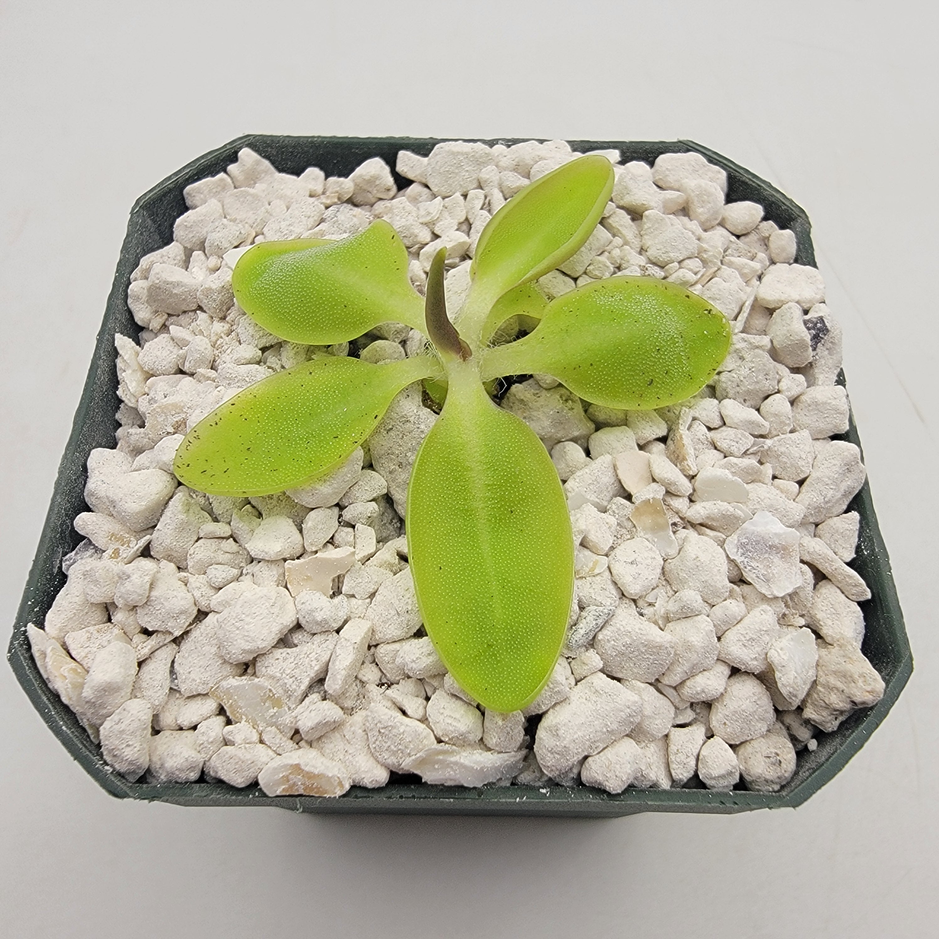 Pinguicula orchidioides {near Ixtlan de Juarez, Oaxaca, México}