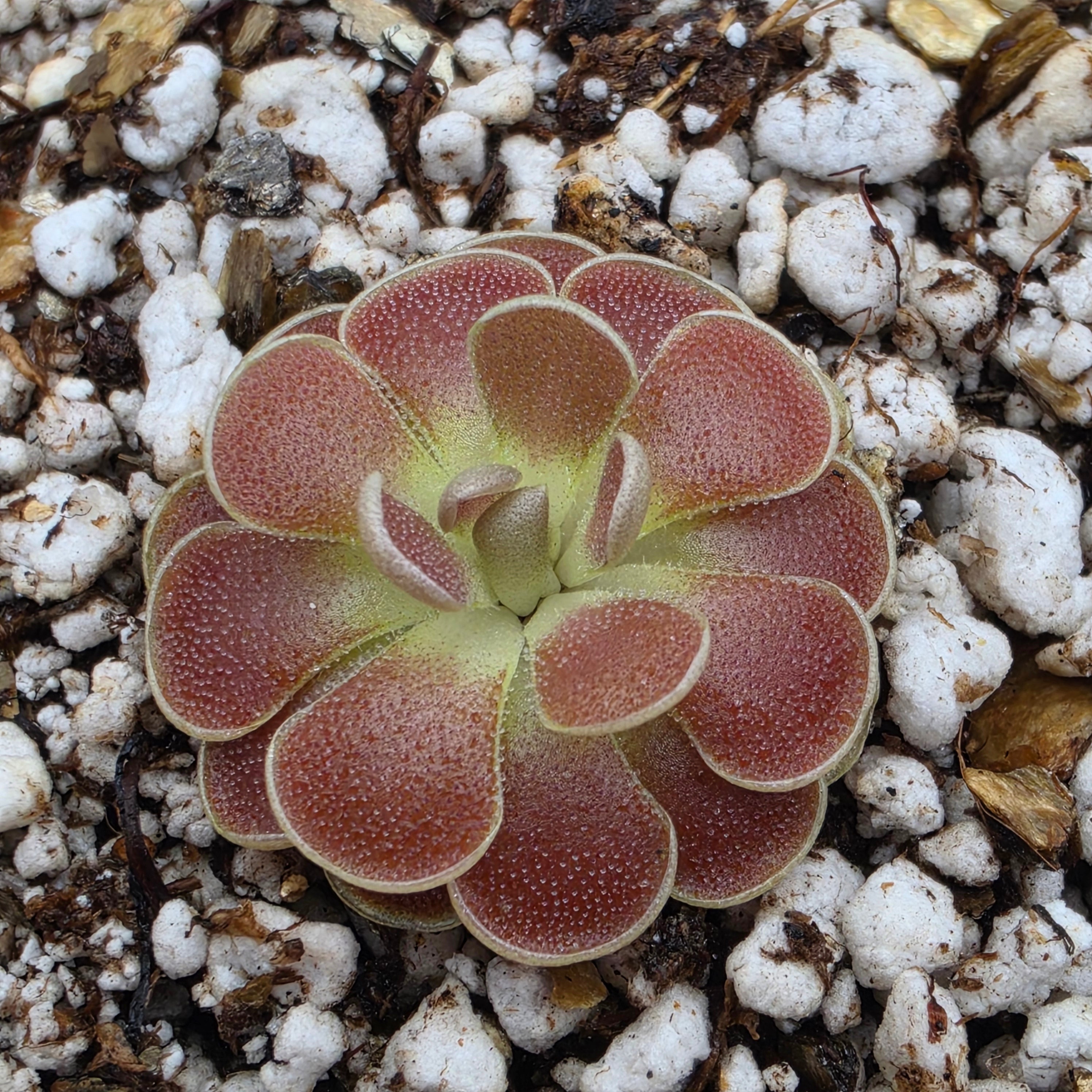 Pinguicula esseriana {El Cielo Mountains, Tamaulipas, México} -Butterworts -Rainbow Carnivorous Plants LLC
