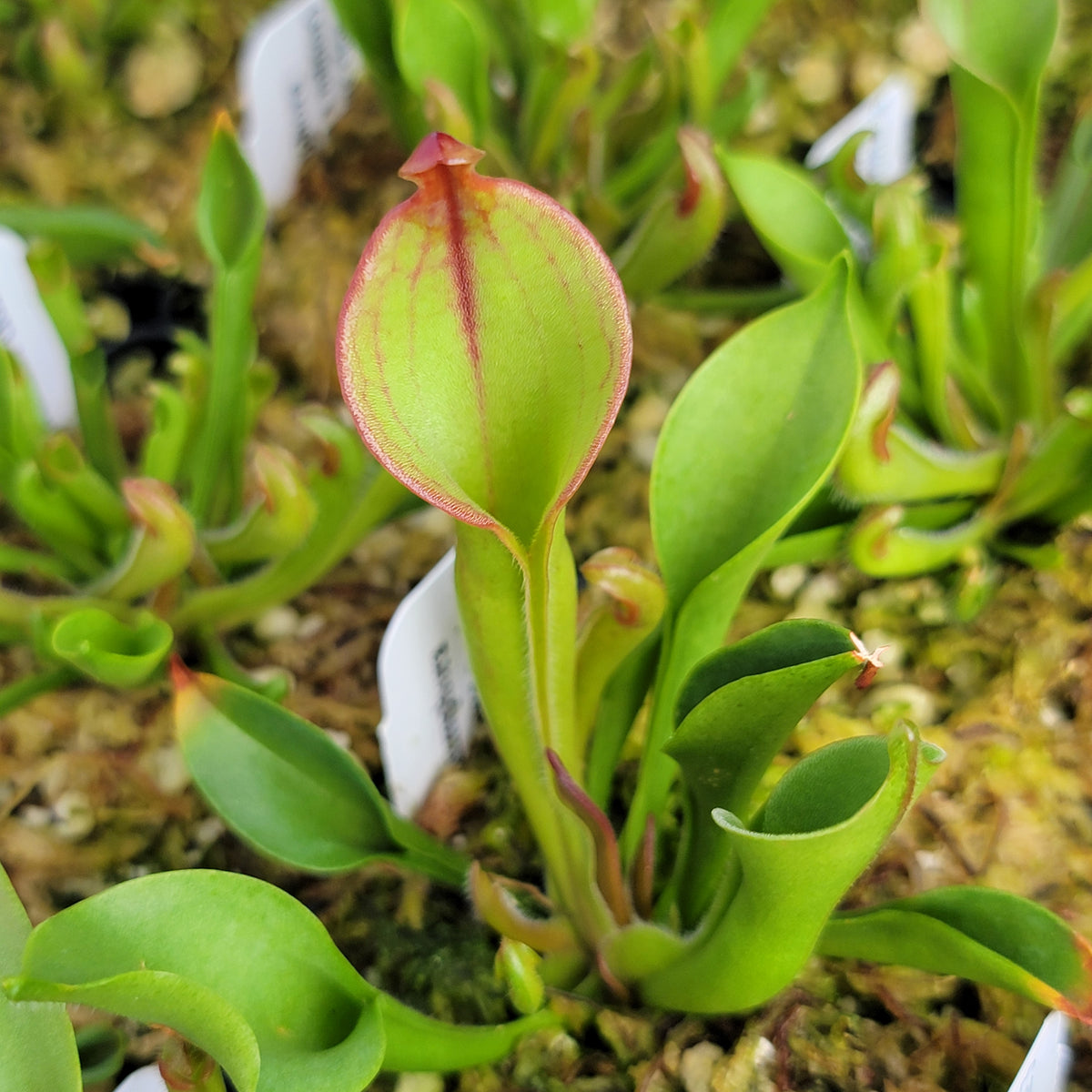 Heliamphora (heterodoxa x minor) x macdonaldae clone #3