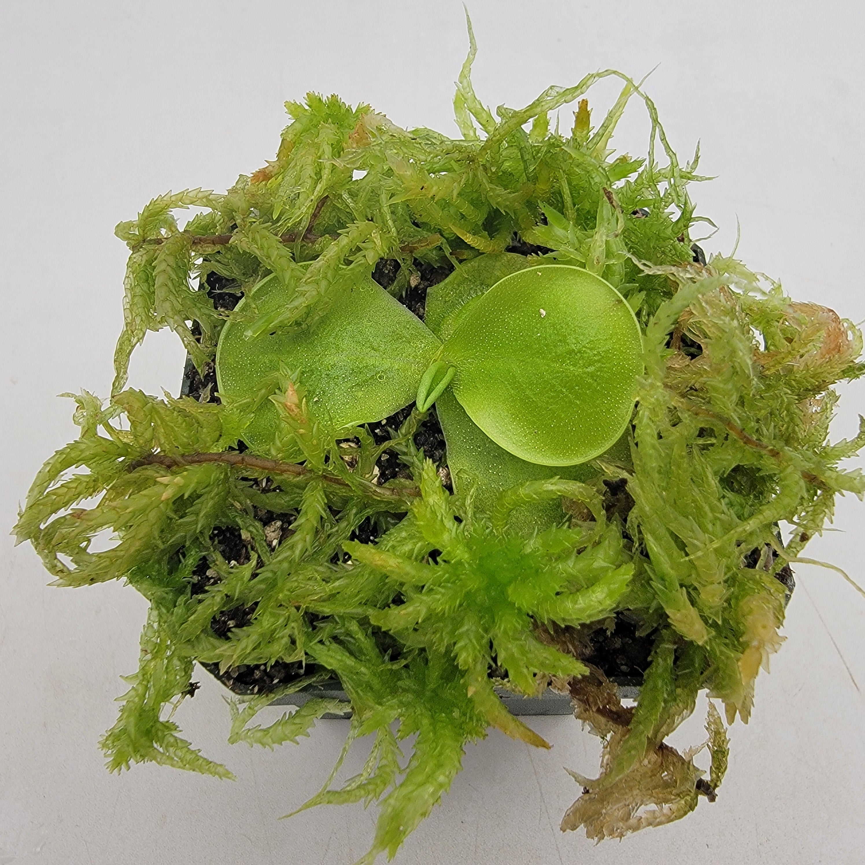 Pinguicula jackii