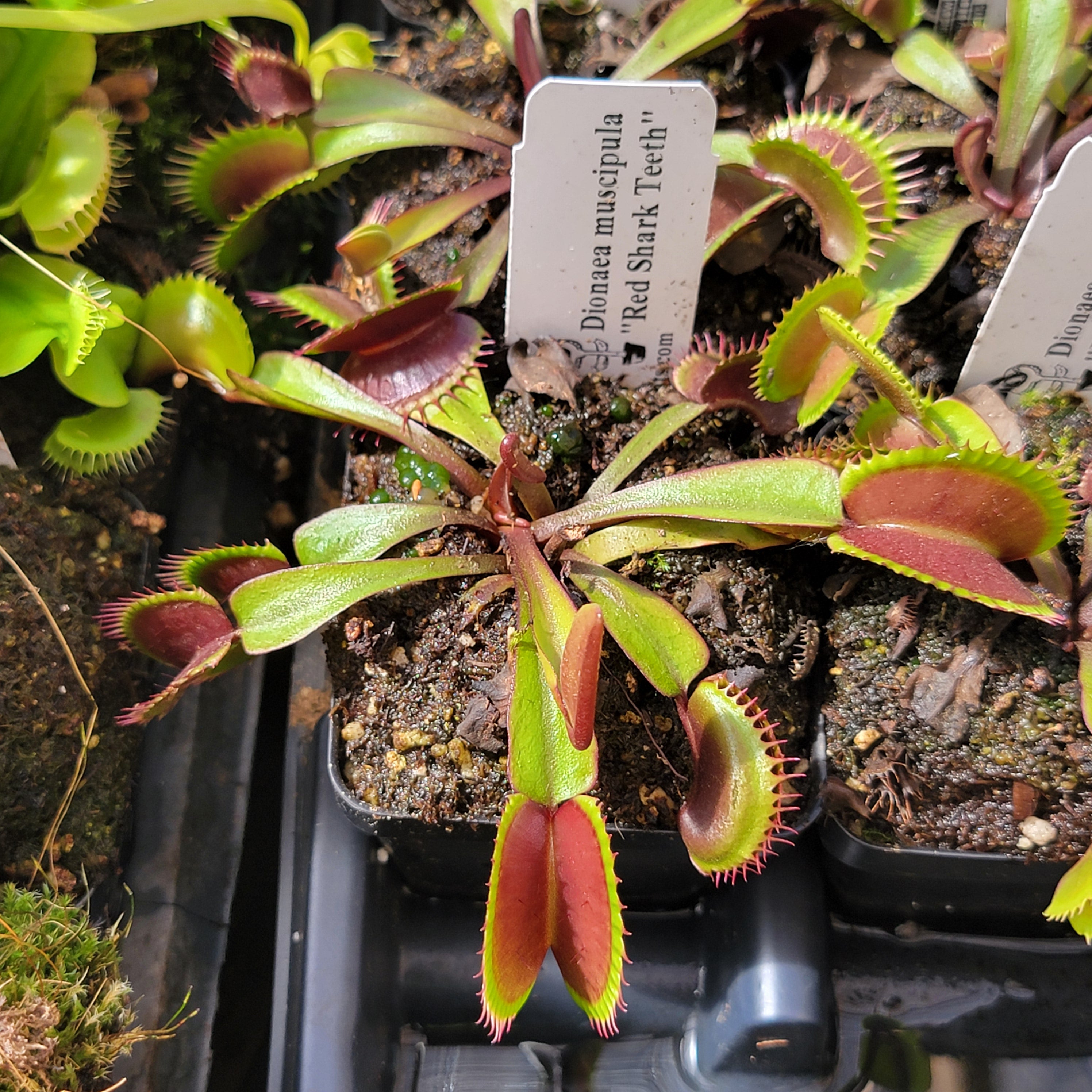 Venus flytrap (Dionaea muscipula) "Red Shark Teeth" - -Rainbow Carnivorous Plants LLC