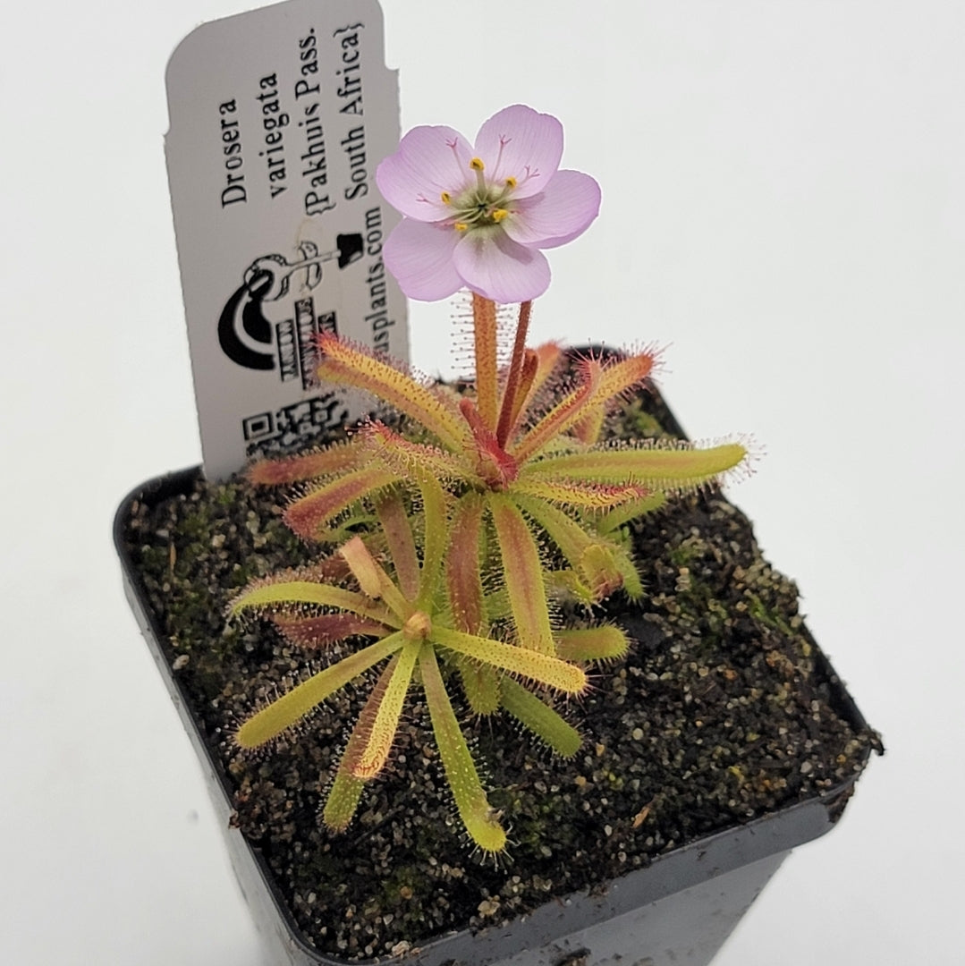 Drosera variegata {Pakhuis Pass, South Africa} -Drosera -Rainbow Carnivorous Plants LLC