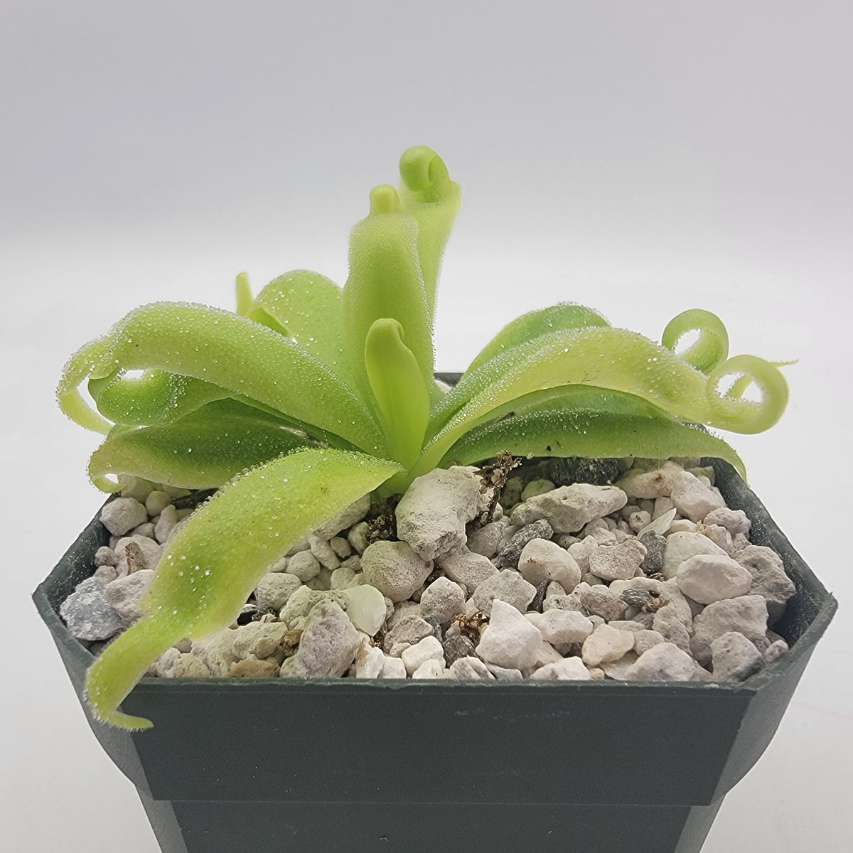Pinguicula 'Alebrije'
