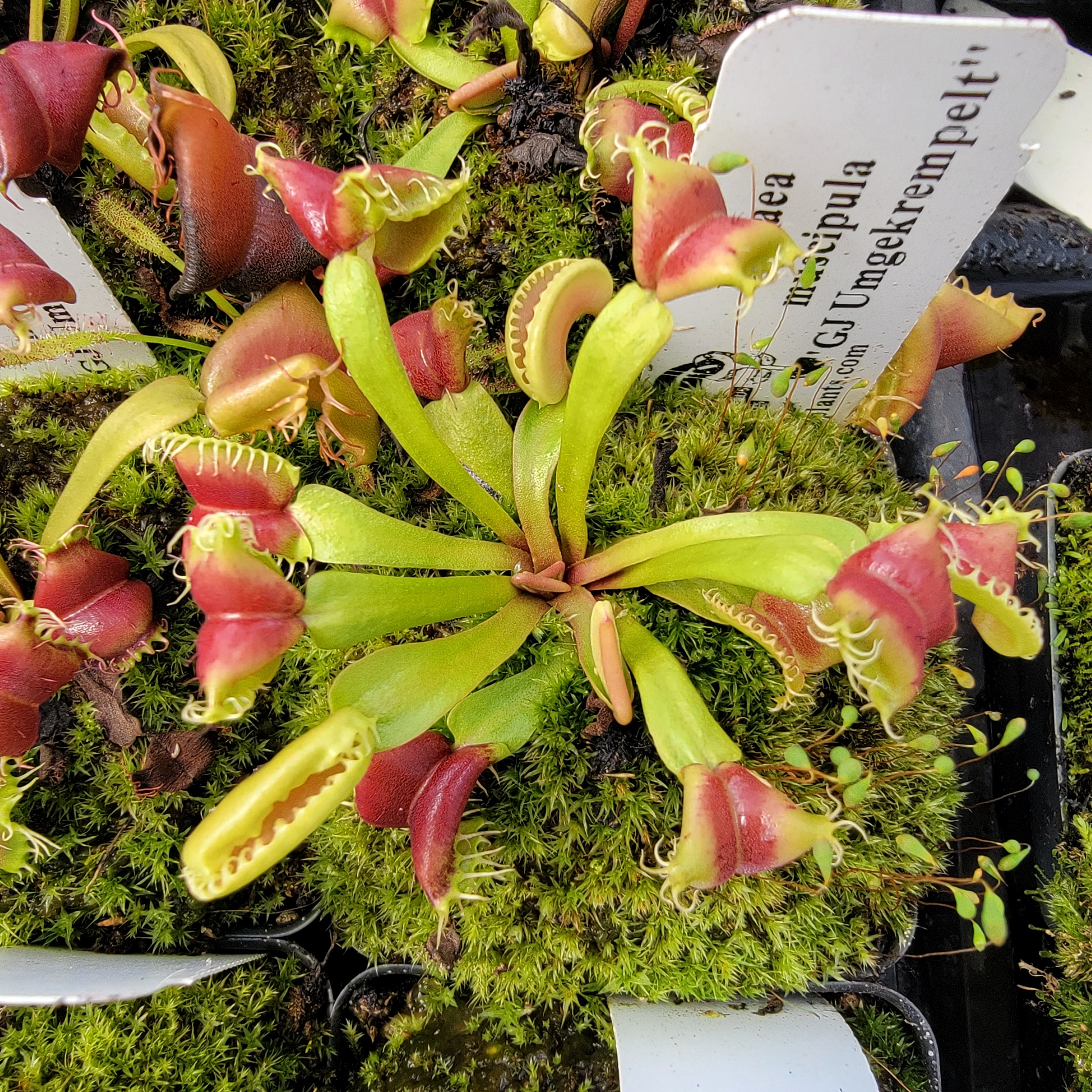 Venus flytrap (Dionaea muscipula) GJ Umgekrempelt