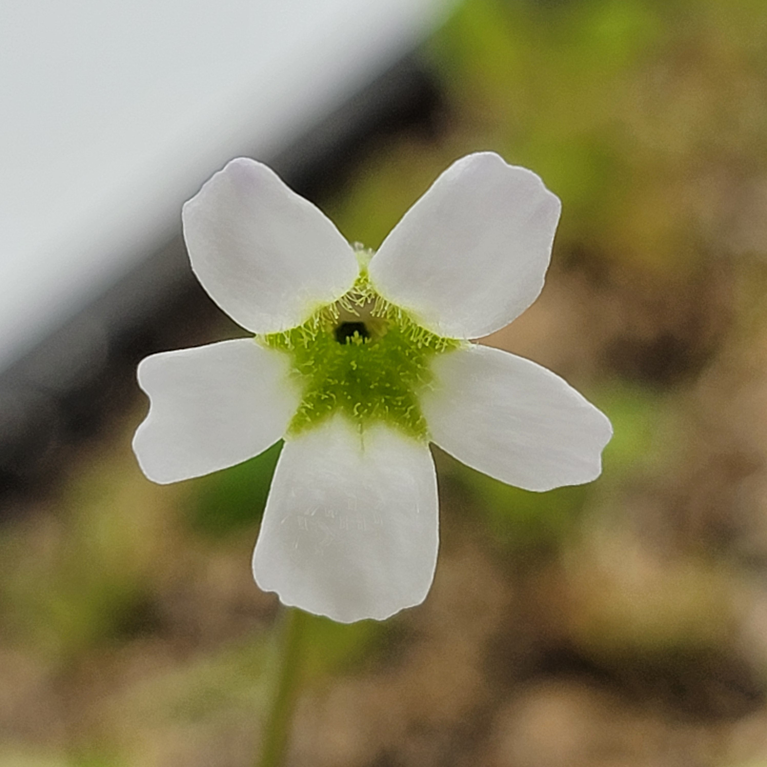 Pinguicula acuminata -Butterworts -Rainbow Carnivorous Plants LLC