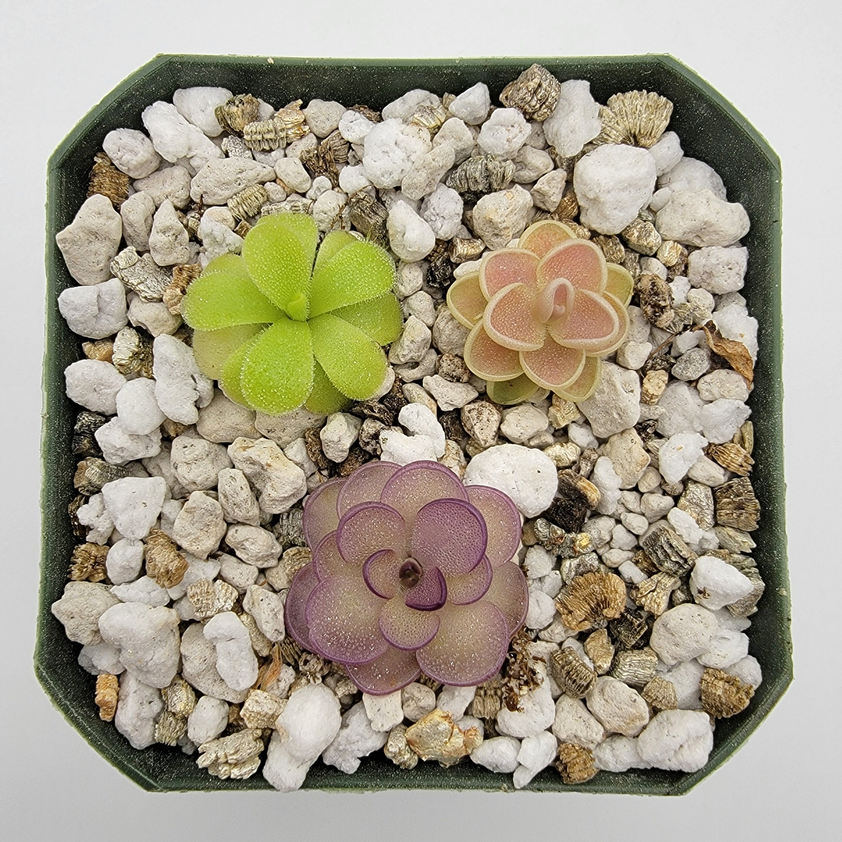Set of 3 SMALL Pinguicula (Bundle #14) -Butterworts -Rainbow Carnivorous Plants LLC