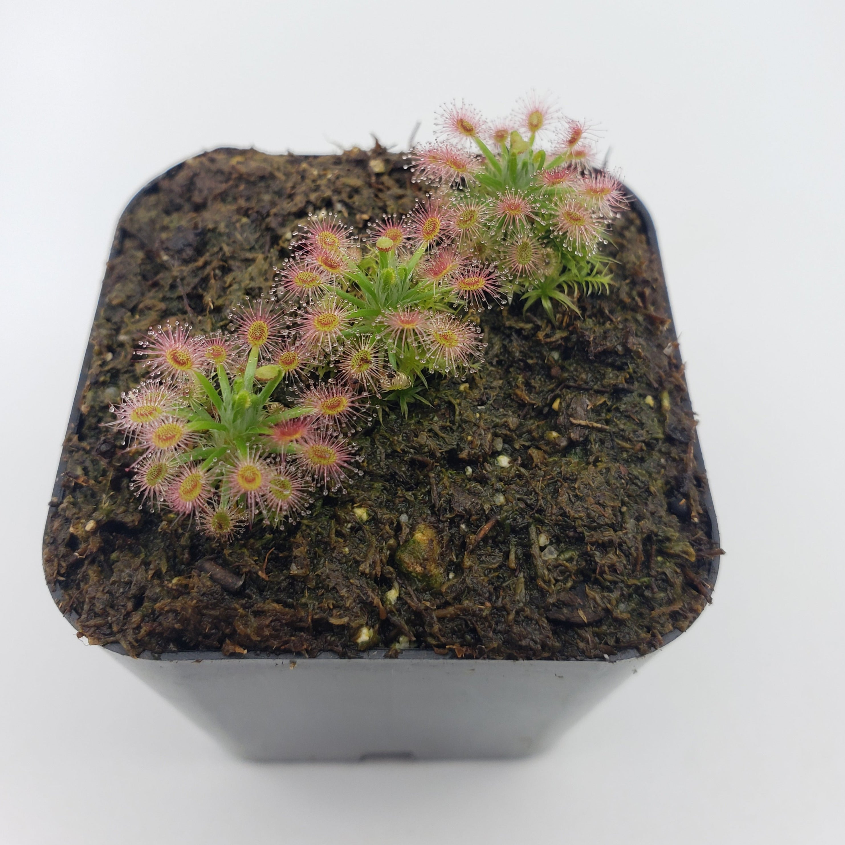 Drosera paleacea -Pygmy Sundew- Live carnivorous plant- - -Rainbow Carnivorous Plants LLC