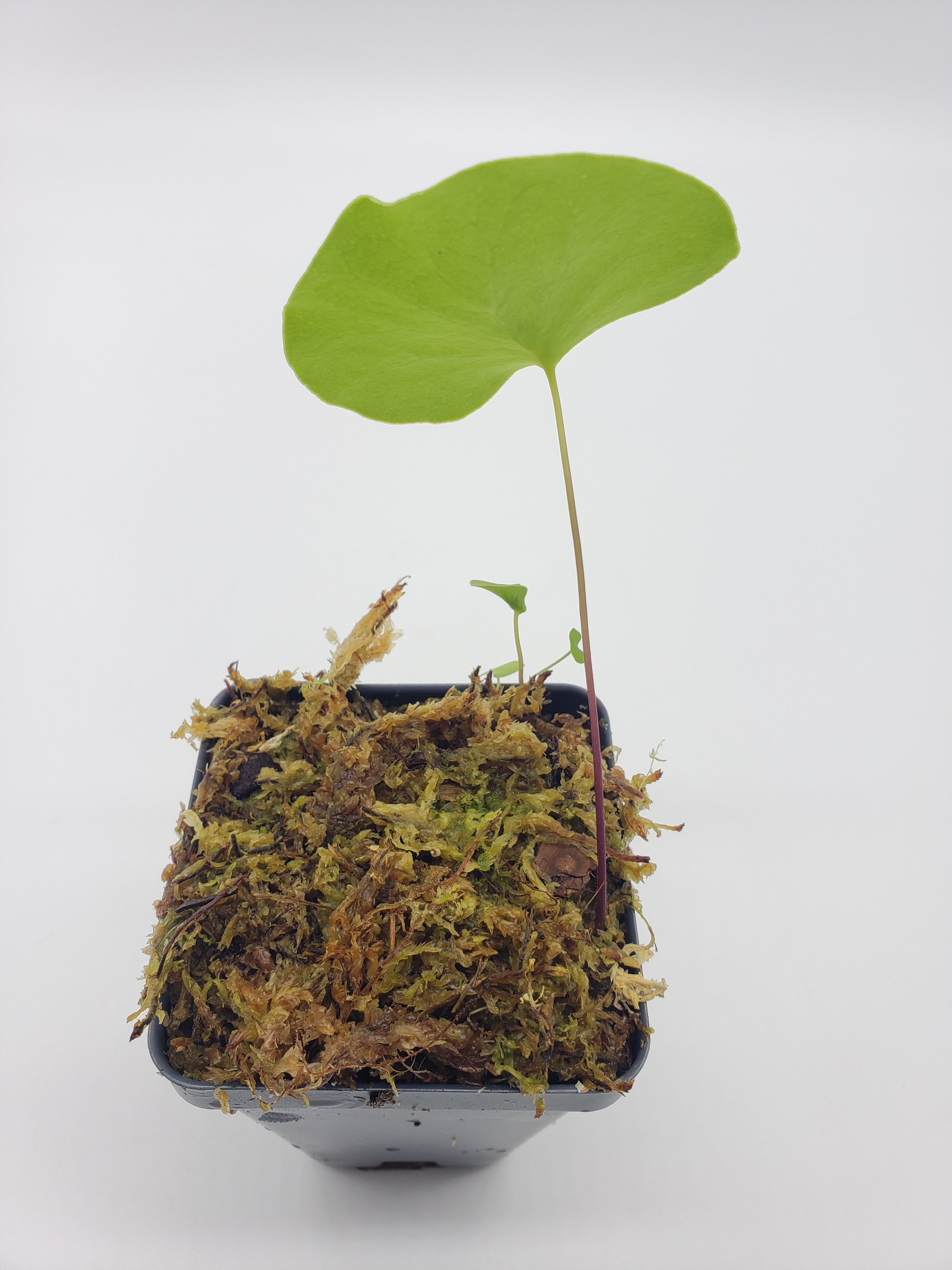 Utricularia reniformis f. courte   -Live carnivorous plant- - -Rainbow Carnivorous Plants LLC