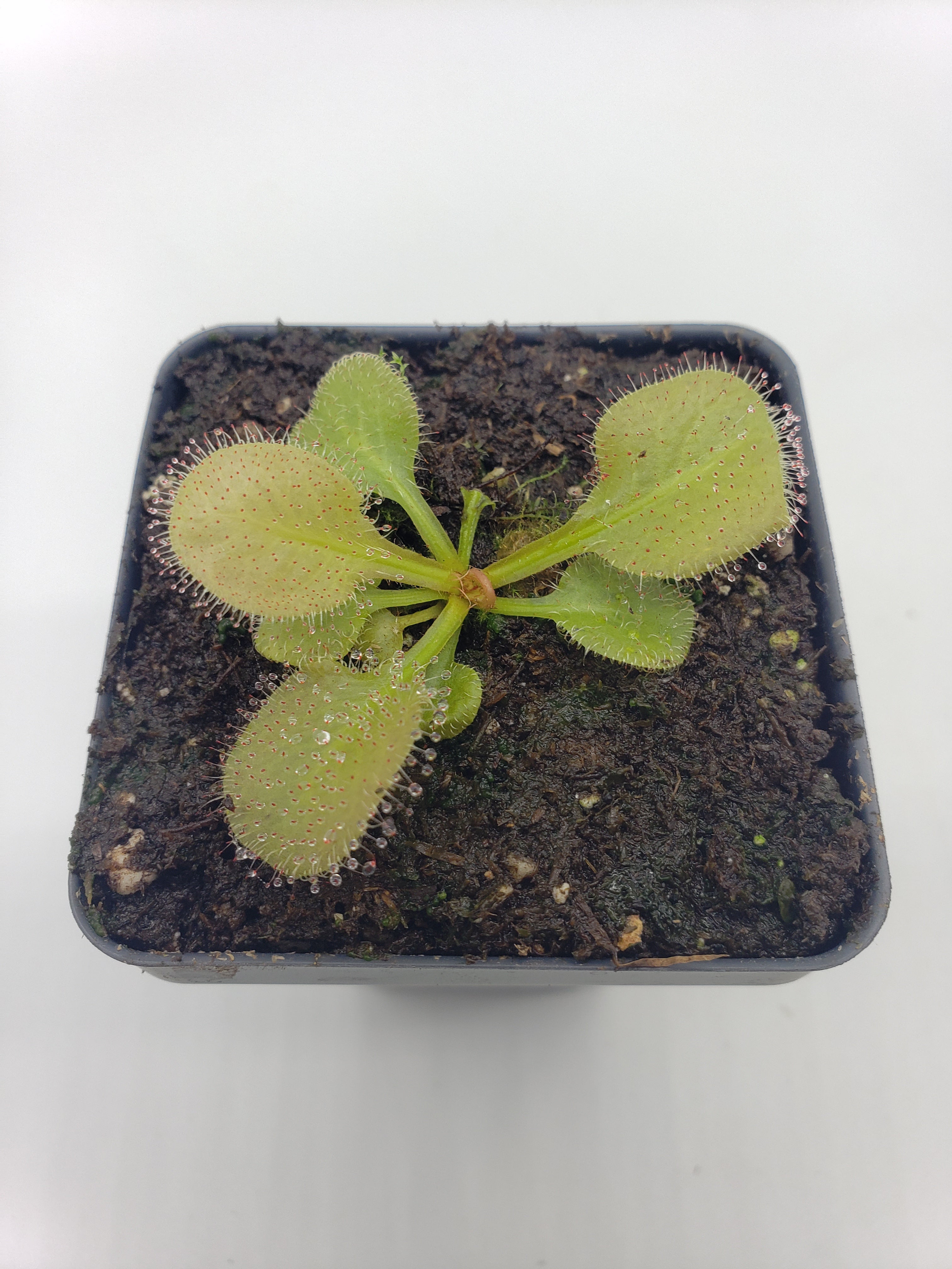 Drosera "Andromeda"   -Live carnivorous plant- - -Rainbow Carnivorous Plants LLC
