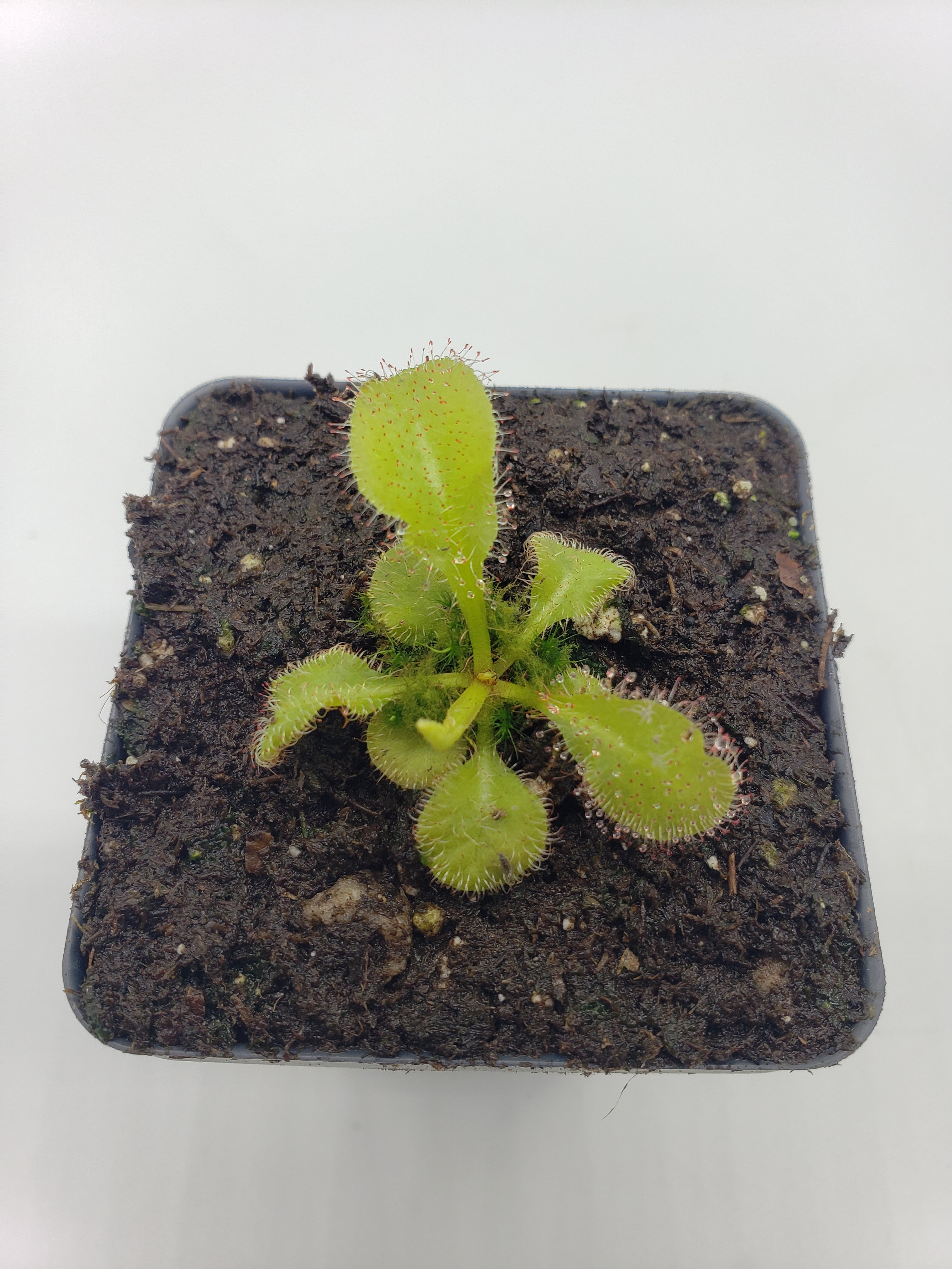 Drosera "Andromeda"   -Live carnivorous plant- - -Rainbow Carnivorous Plants LLC