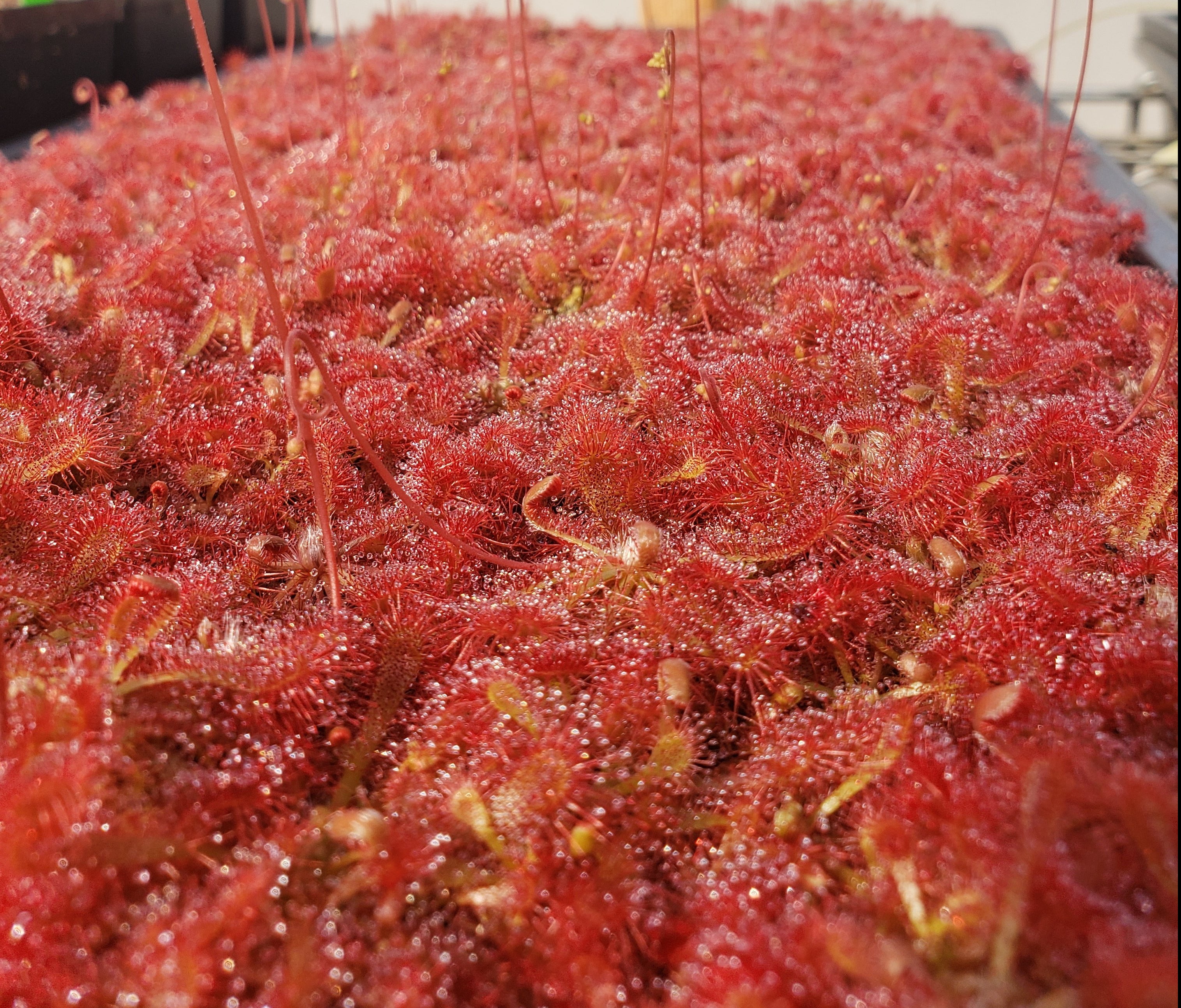 Drosera spatulata "Beenak, Victoria AU" - -Rainbow Carnivorous Plants LLC