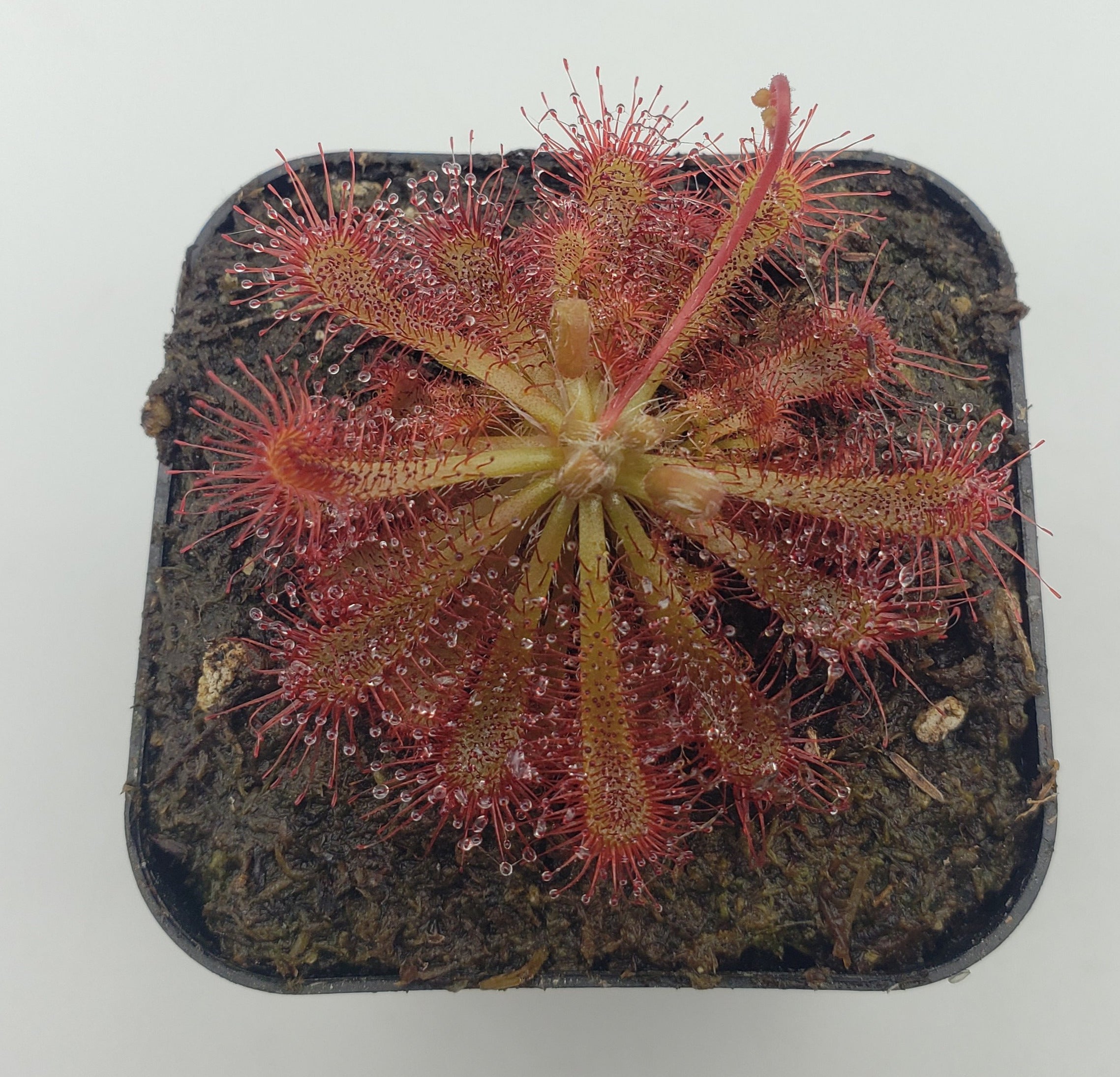 Drosera spatulata "Beenak, Victoria AU" - -Rainbow Carnivorous Plants LLC