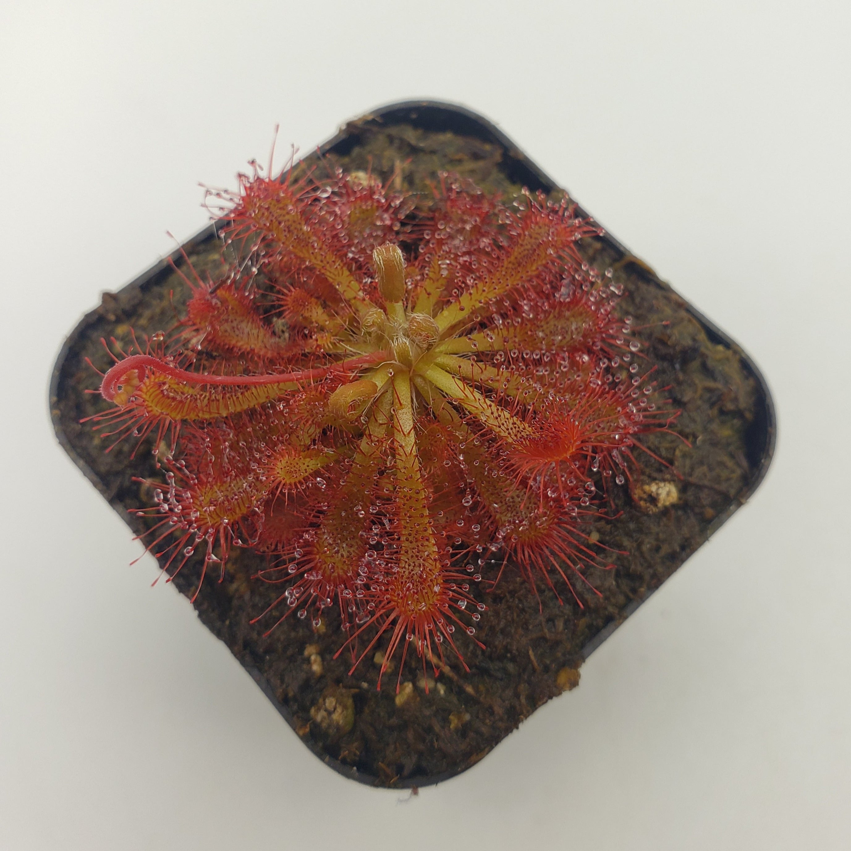 Drosera spatulata "Beenak, Victoria AU" - -Rainbow Carnivorous Plants LLC