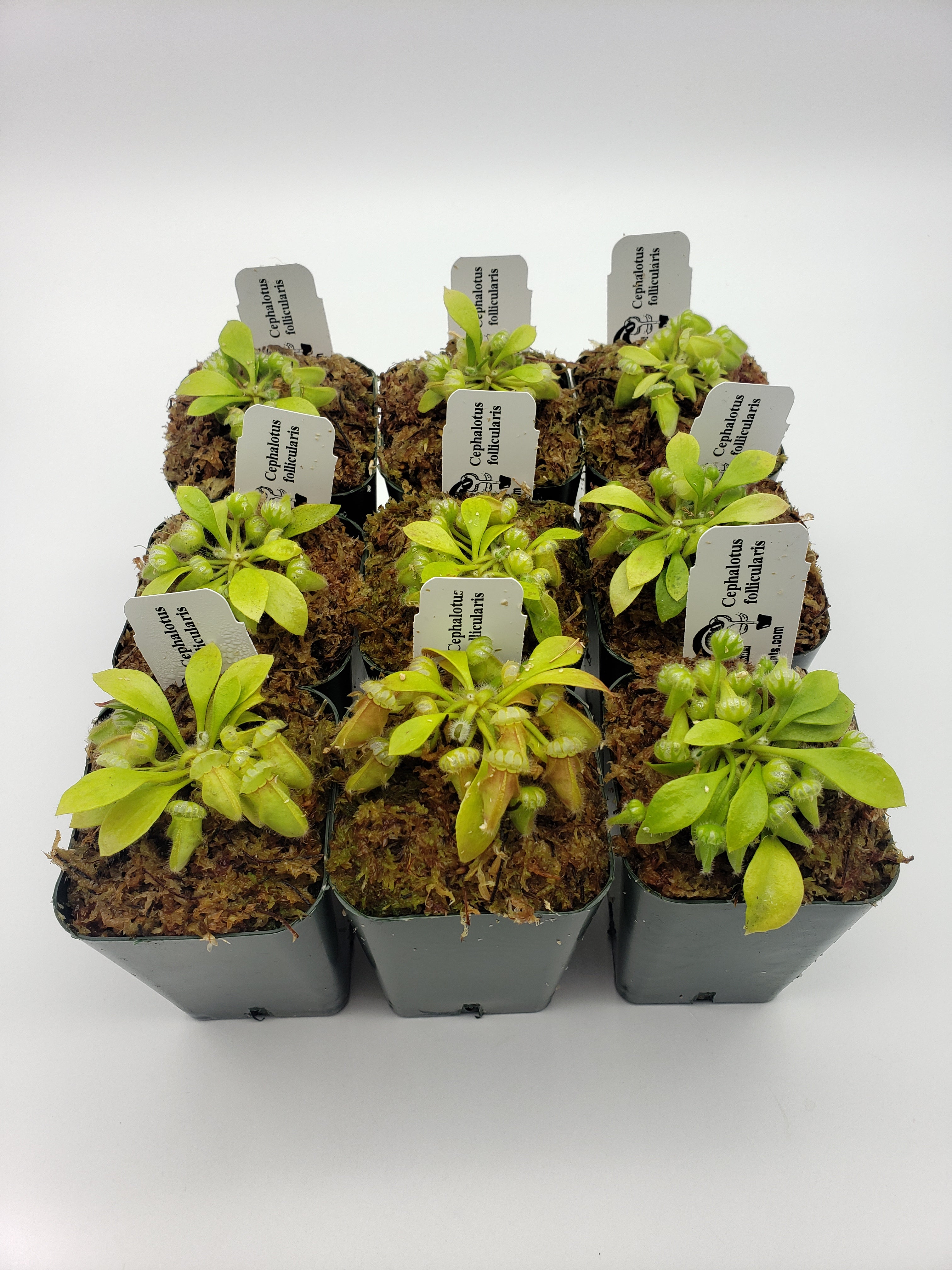 Cephalotus follicularis - -Rainbow Carnivorous Plants LLC