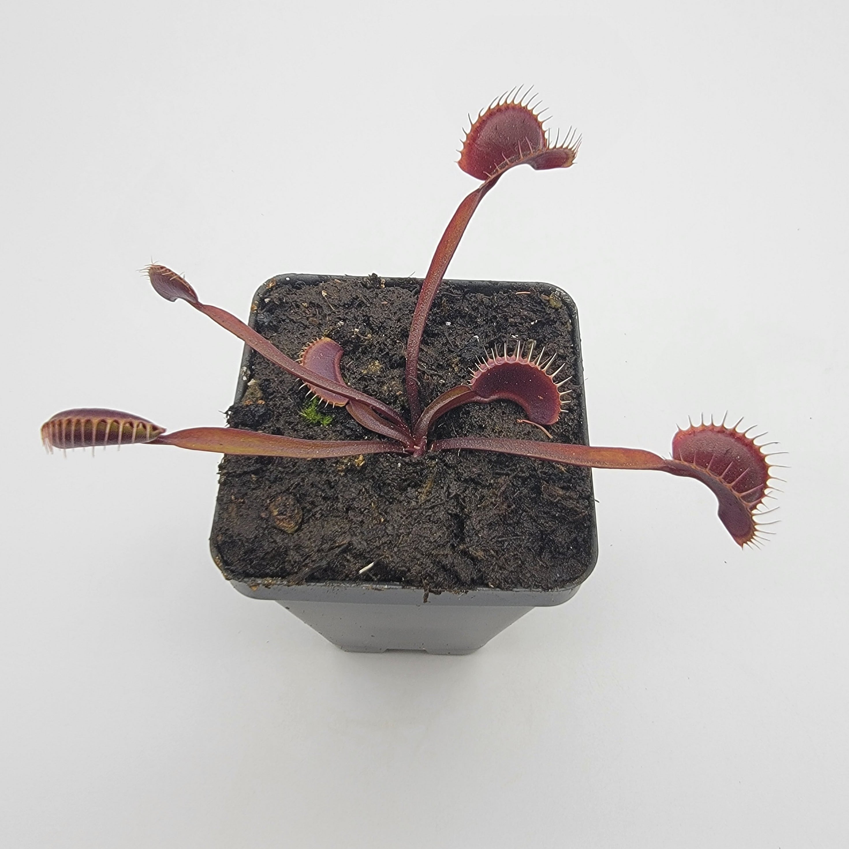 Venus flytrap (Dionaea muscipula) 'Royal Red' - -Rainbow Carnivorous Plants LLC