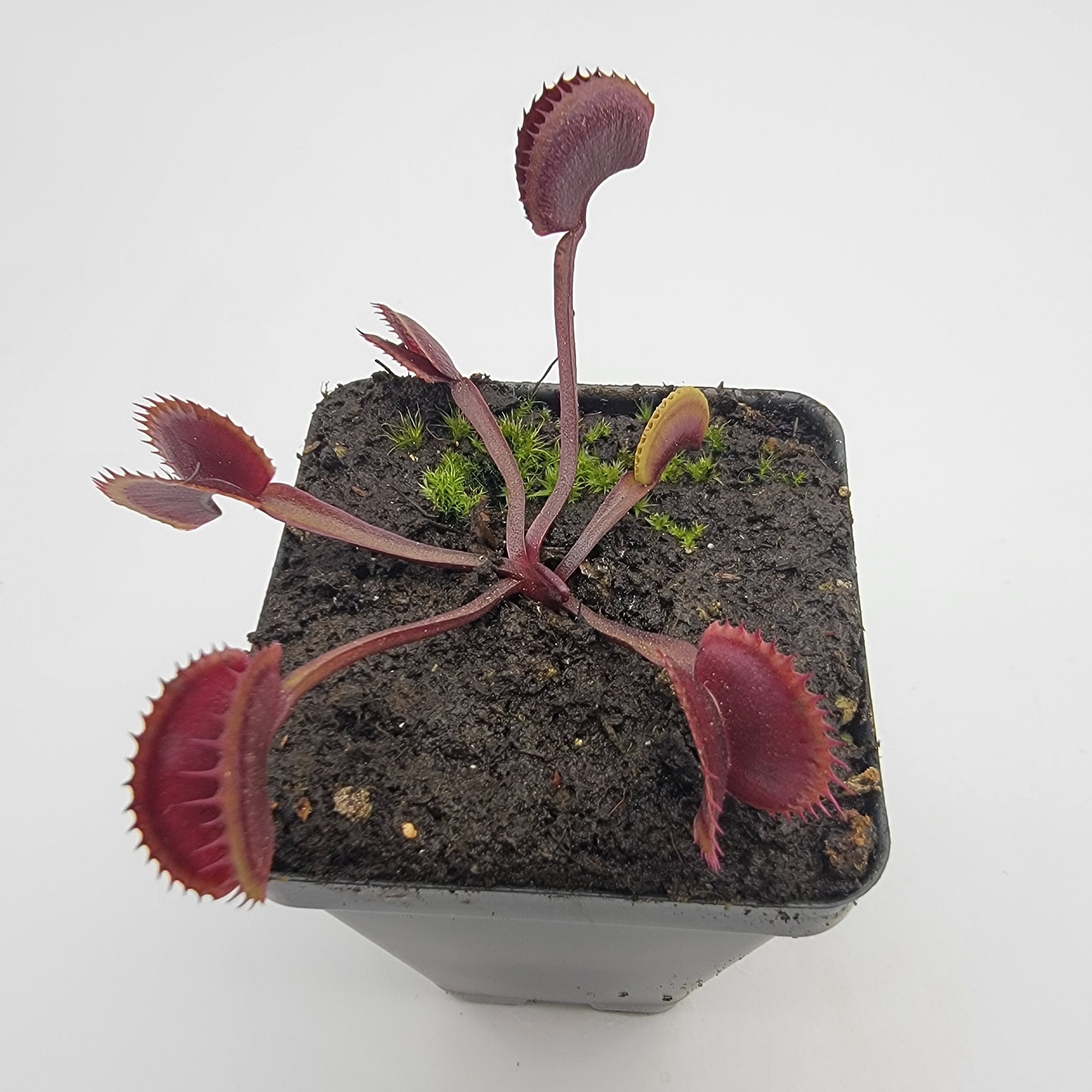 Venus flytrap (Dionaea muscipula) 'Royal Red' - -Rainbow Carnivorous Plants LLC