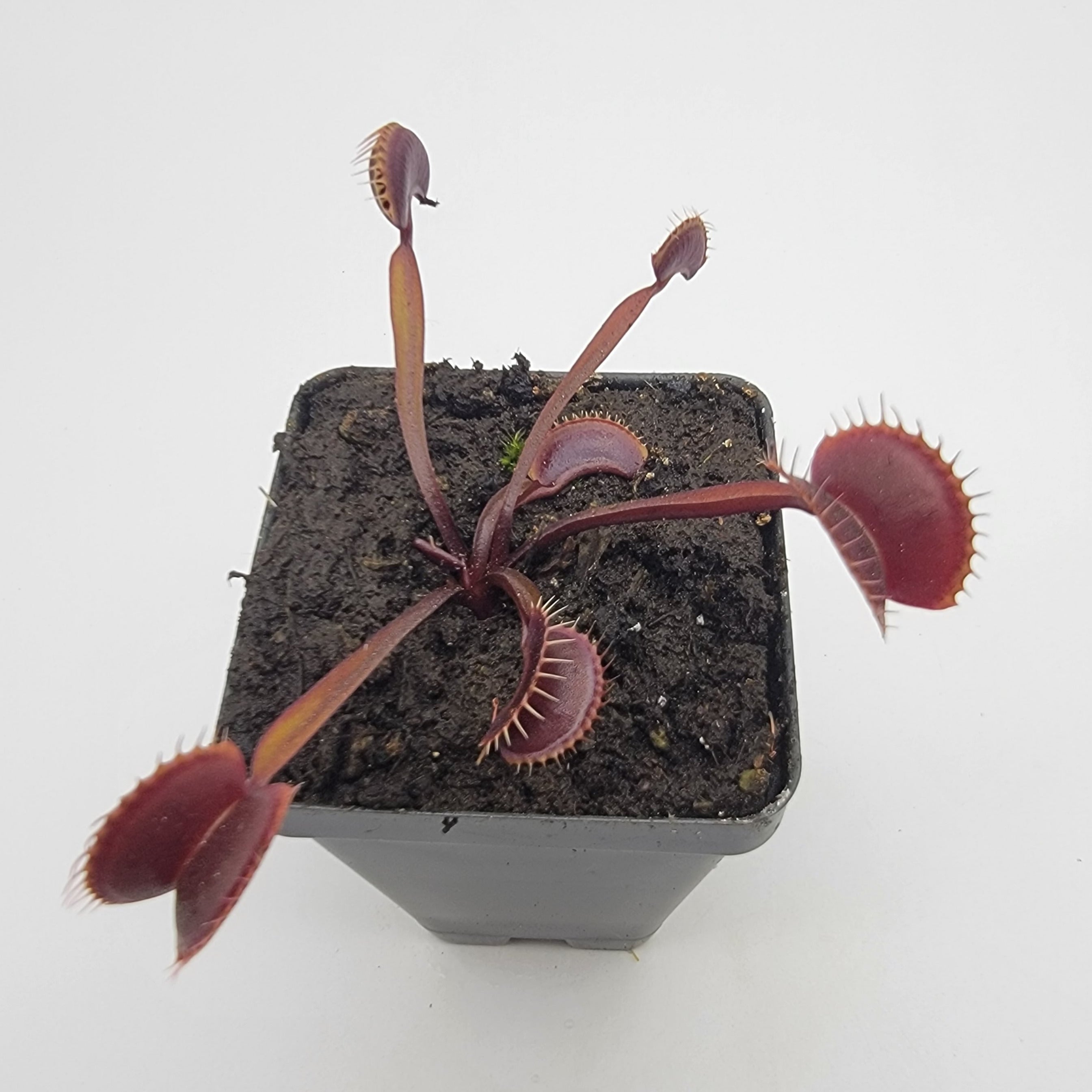 Venus flytrap (Dionaea muscipula) 'Royal Red' - -Rainbow Carnivorous Plants LLC