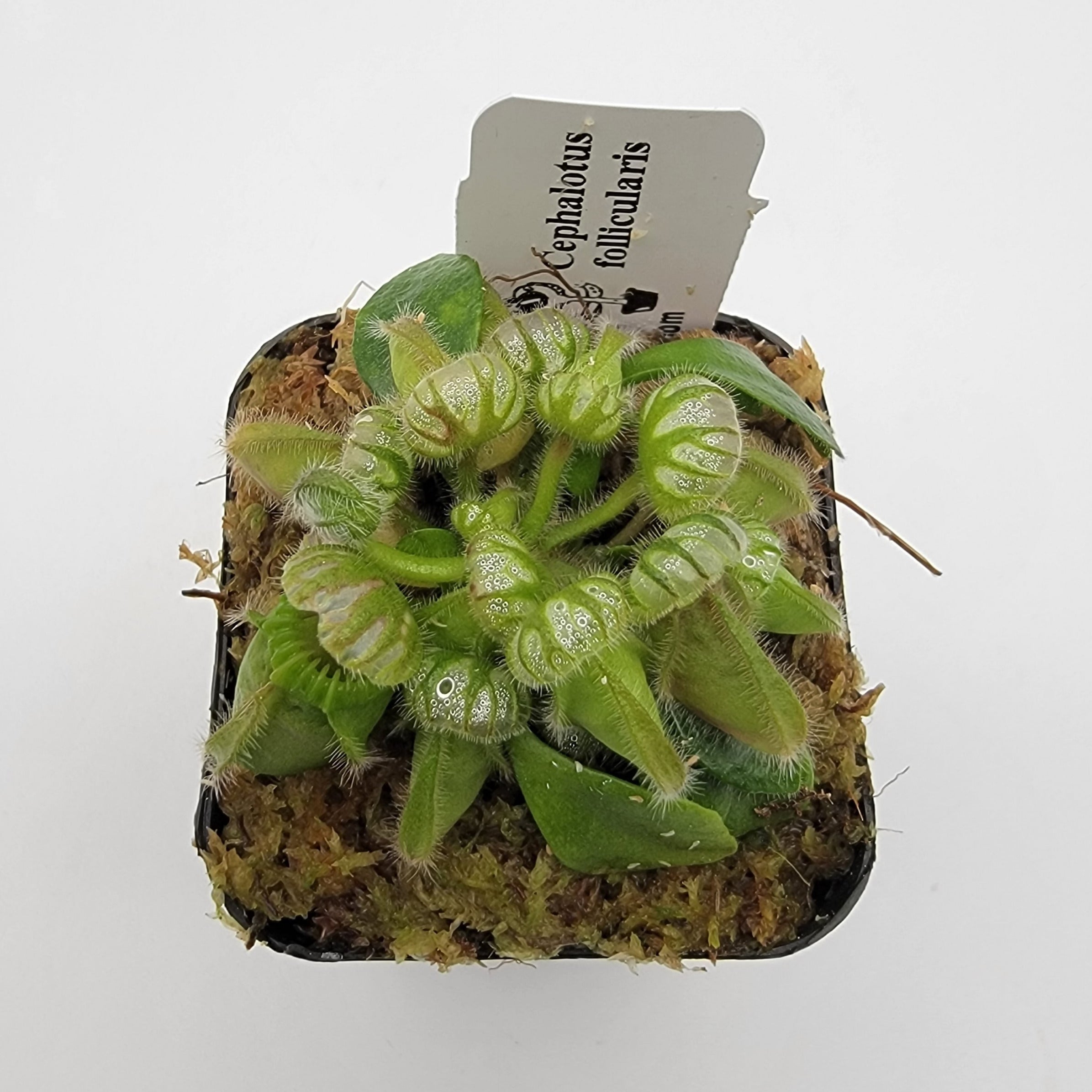 Cephalotus follicularis - -Rainbow Carnivorous Plants LLC