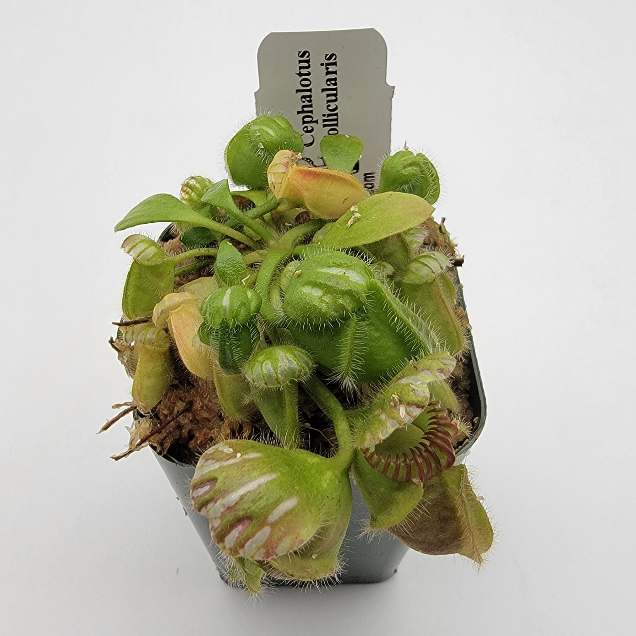 Cephalotus follicularis - -Rainbow Carnivorous Plants LLC