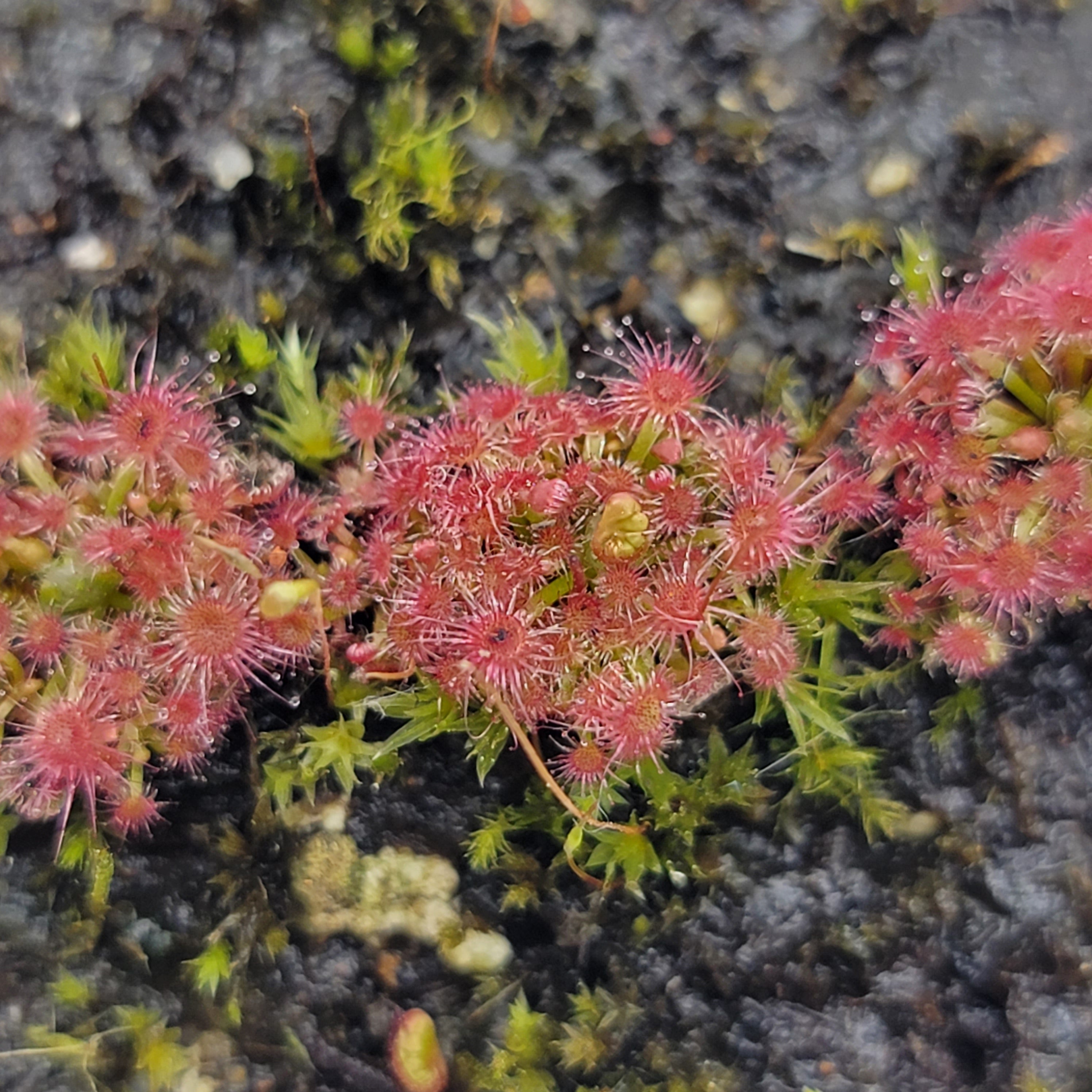 Drosera micrantha - -Rainbow Carnivorous Plants LLC